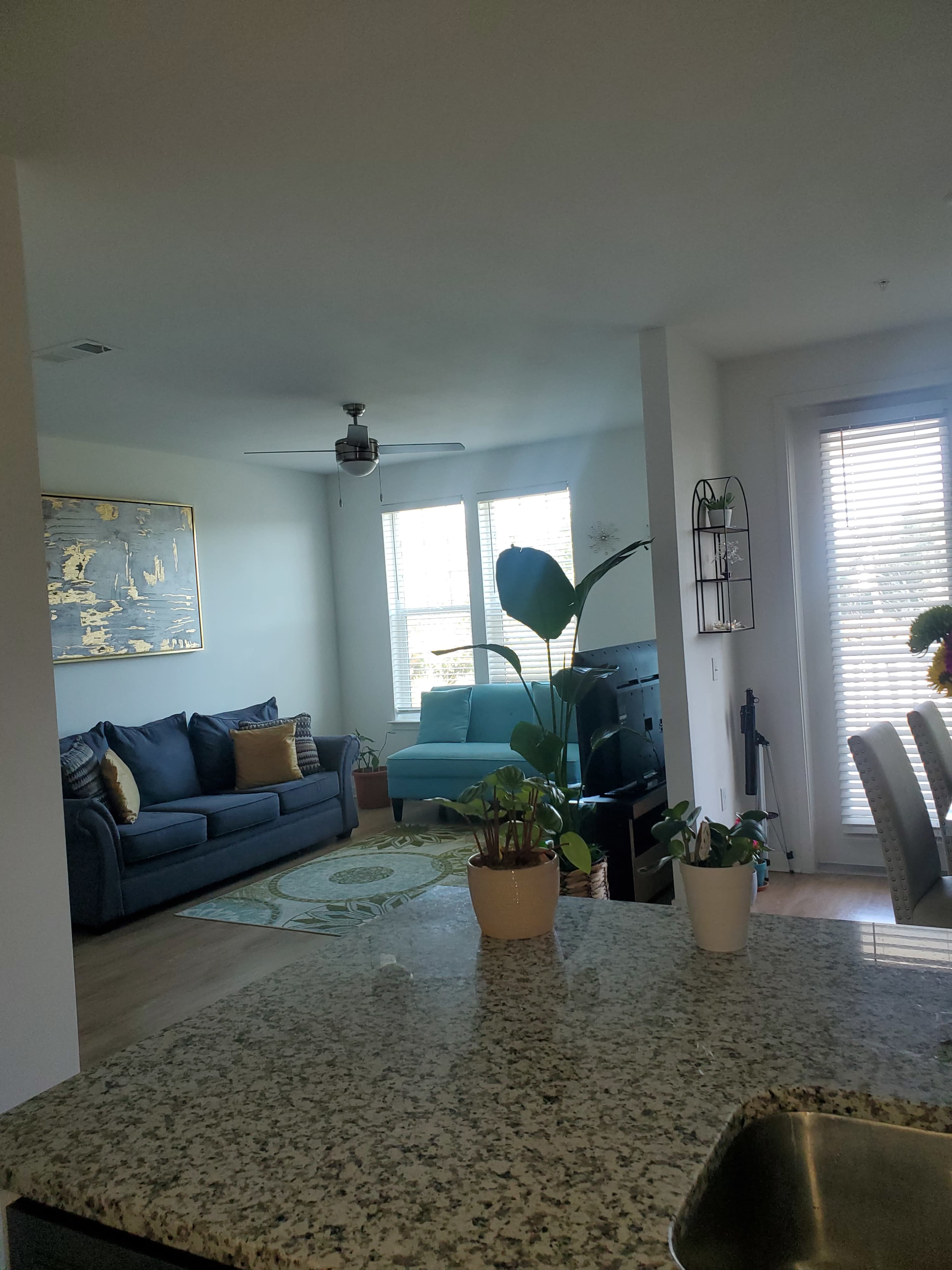 A modern living area with a blue sofa, a plant on a countertop, and large windows allowing natural light to enter the room.