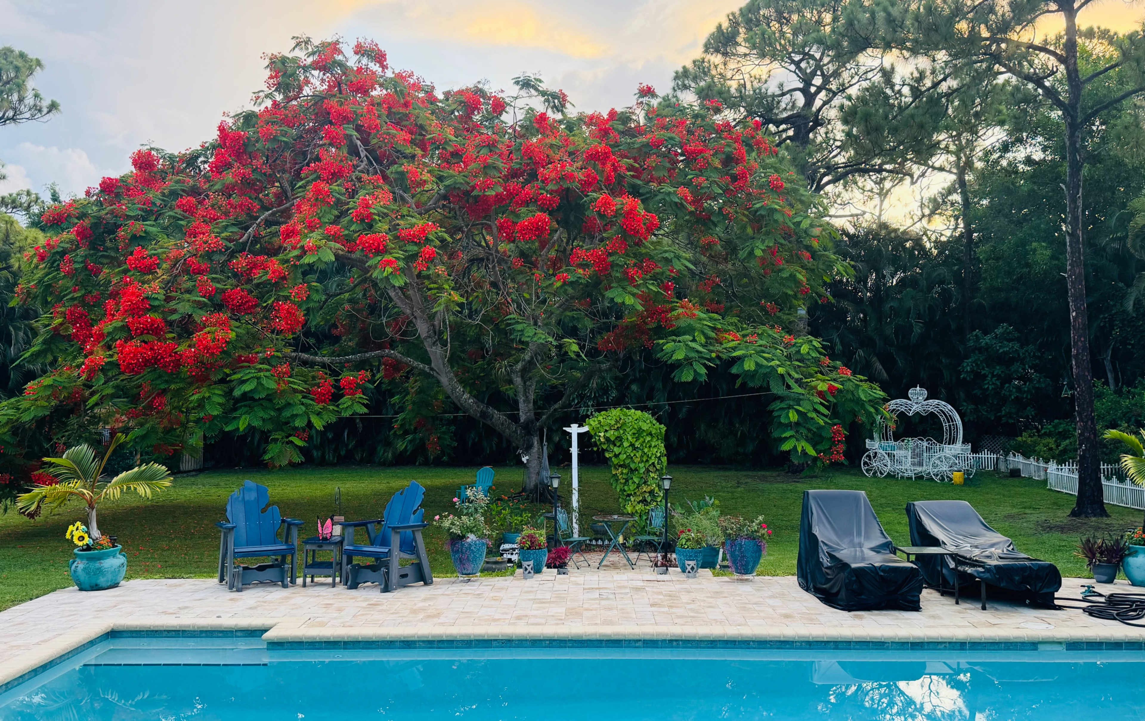 Relaxing butterfly retreat with a pool Image in The Acreage, West Palm Beach, FL