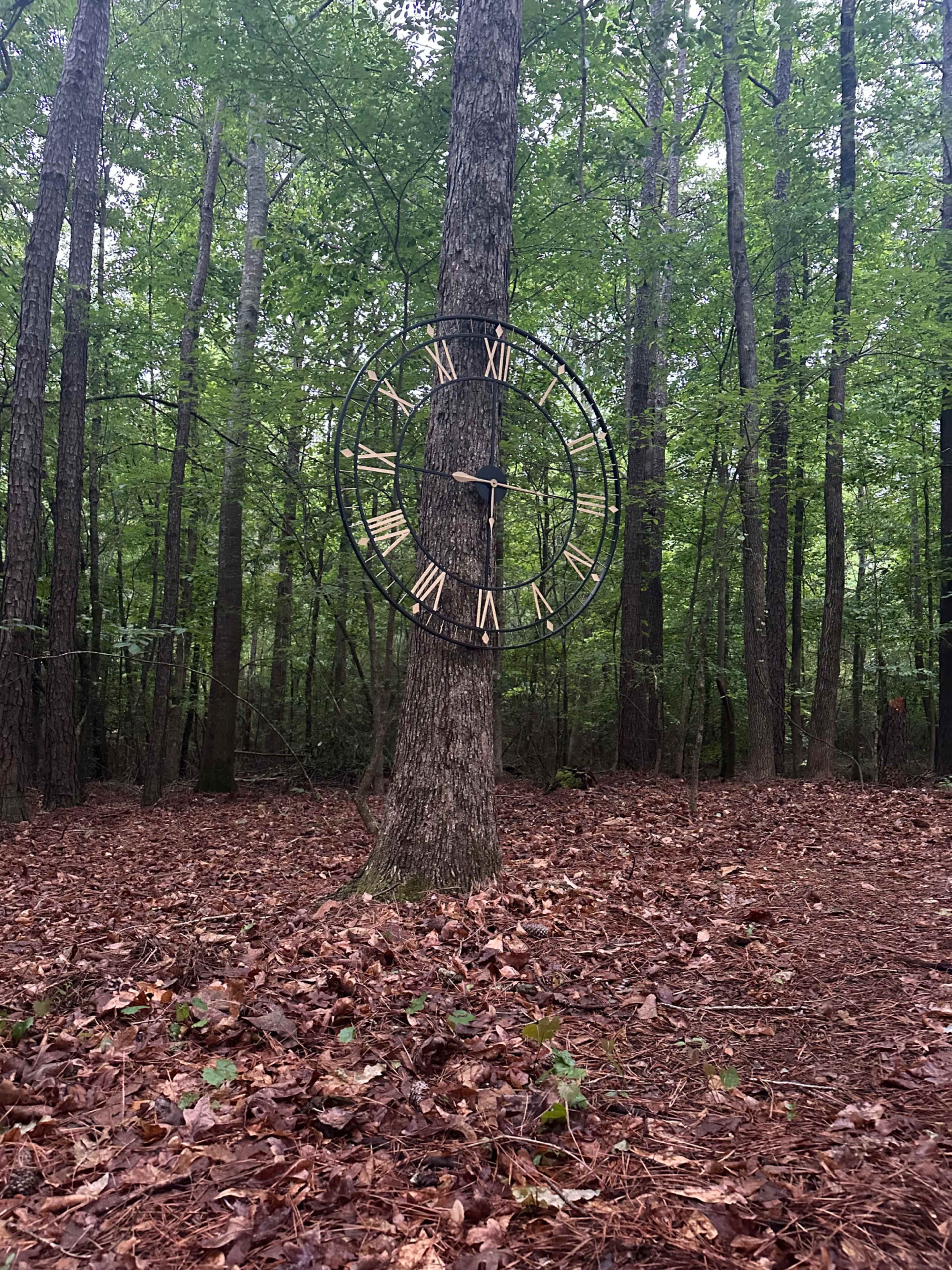 Woodland photo shoot location indoor/outdoor Image in , Buford, GA