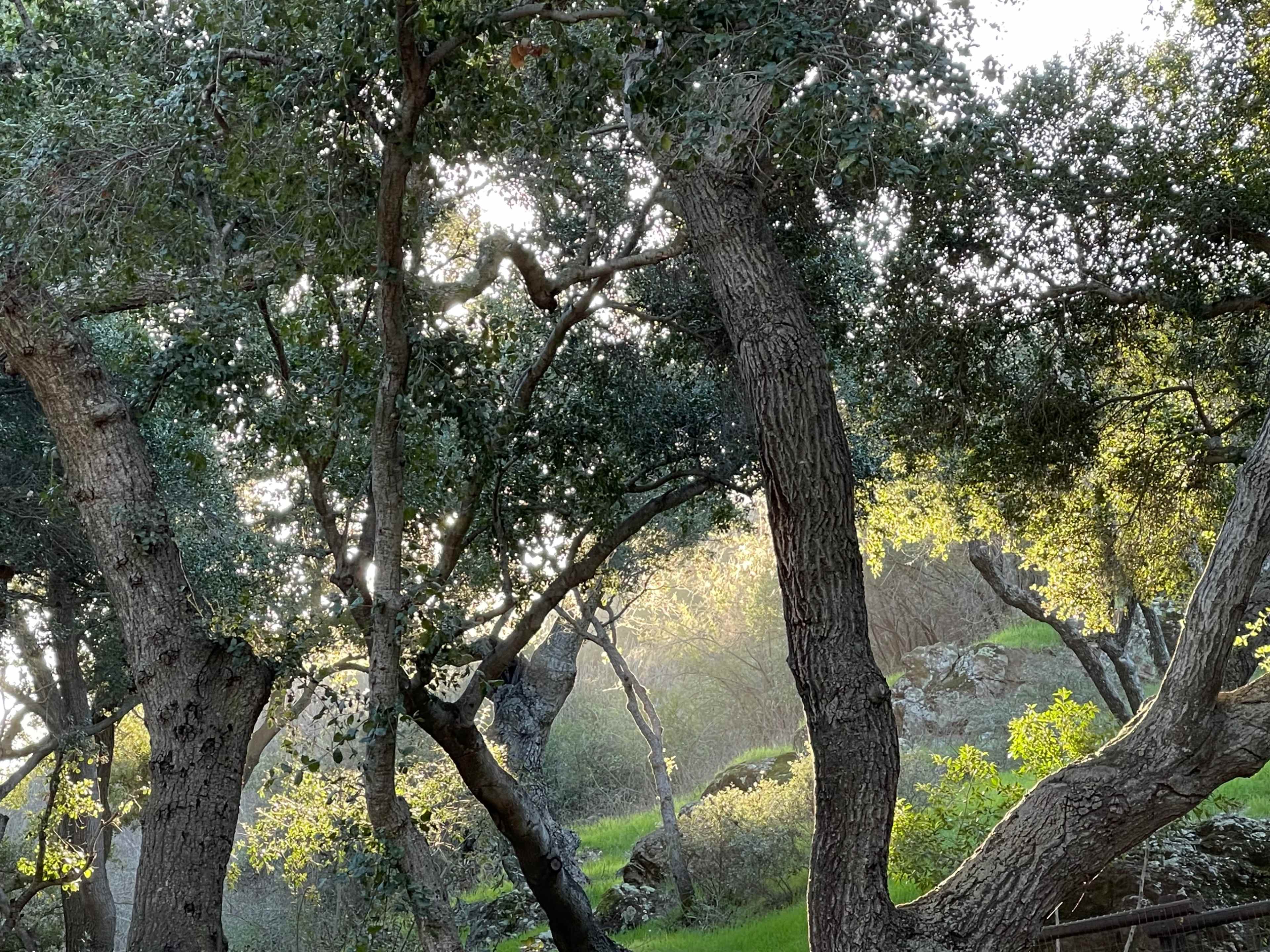 Sunlight filters through the trees in a wooded area, illuminating the greenery and creating a serene atmosphere.