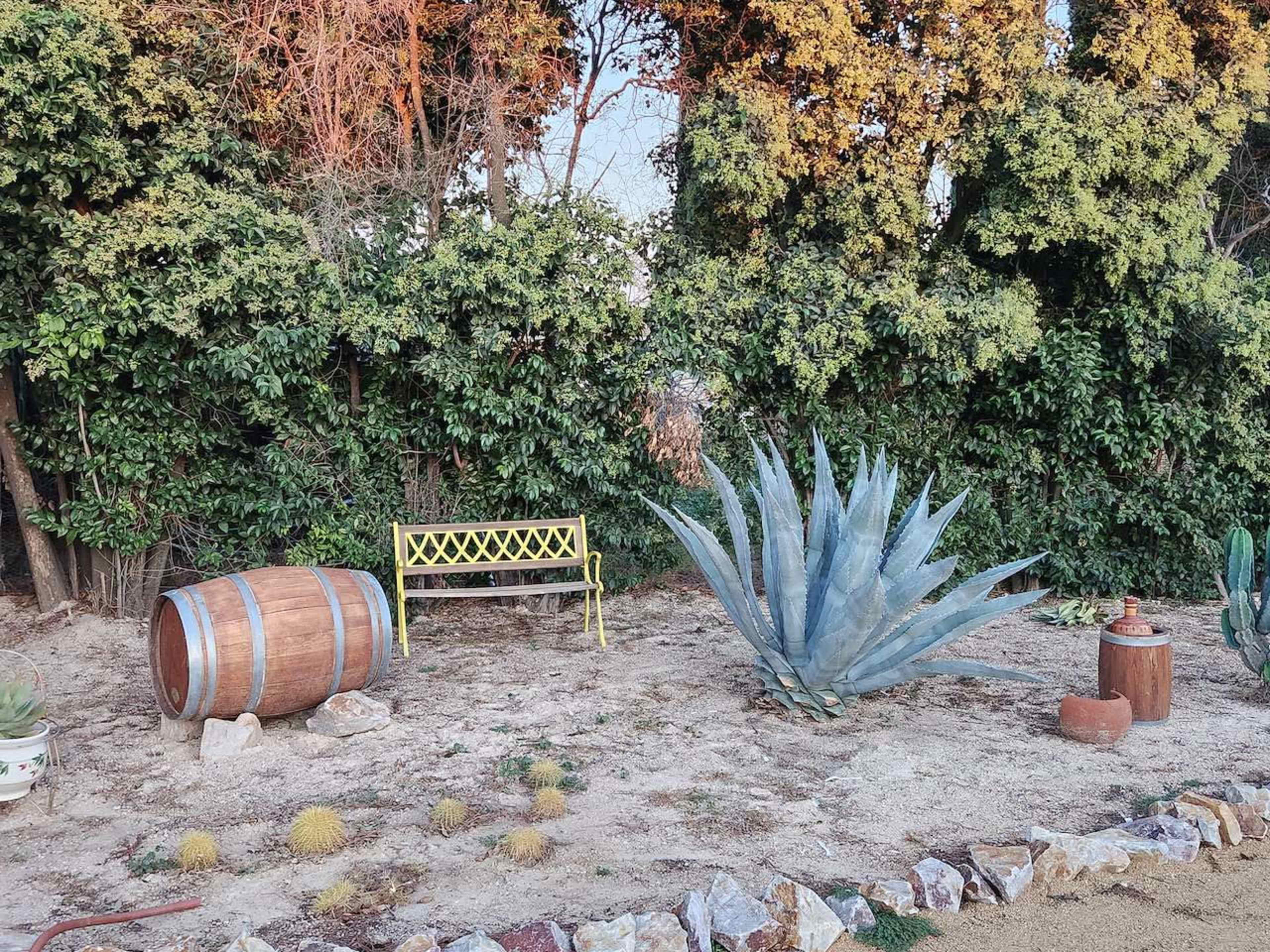 A wooden barrel and a green bench are placed in a sparsely vegetated area featuring a large succulent and a few small plants.