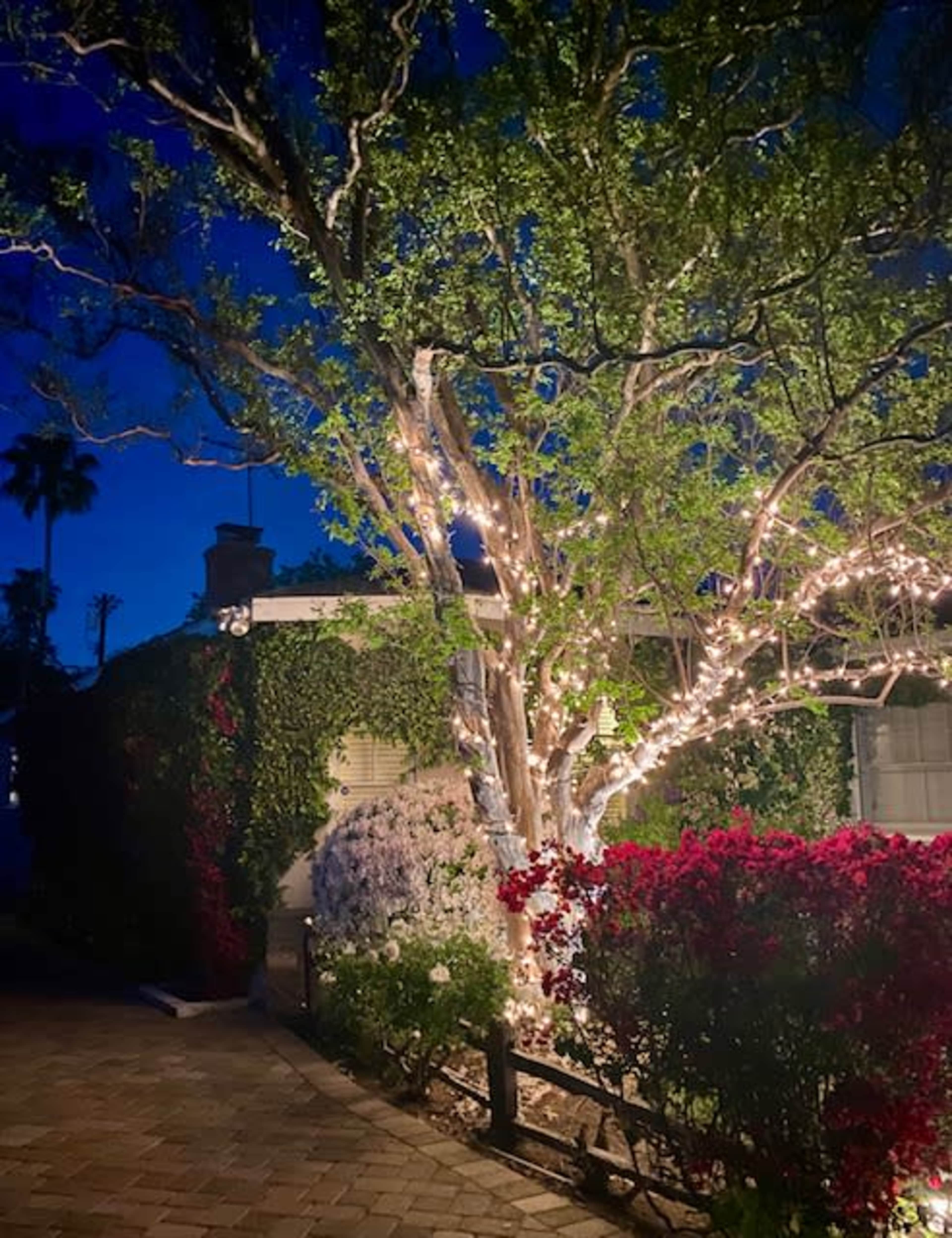 A tree adorned with string lights stands near a house surrounded by blooming bougainvillea under a twilight sky.