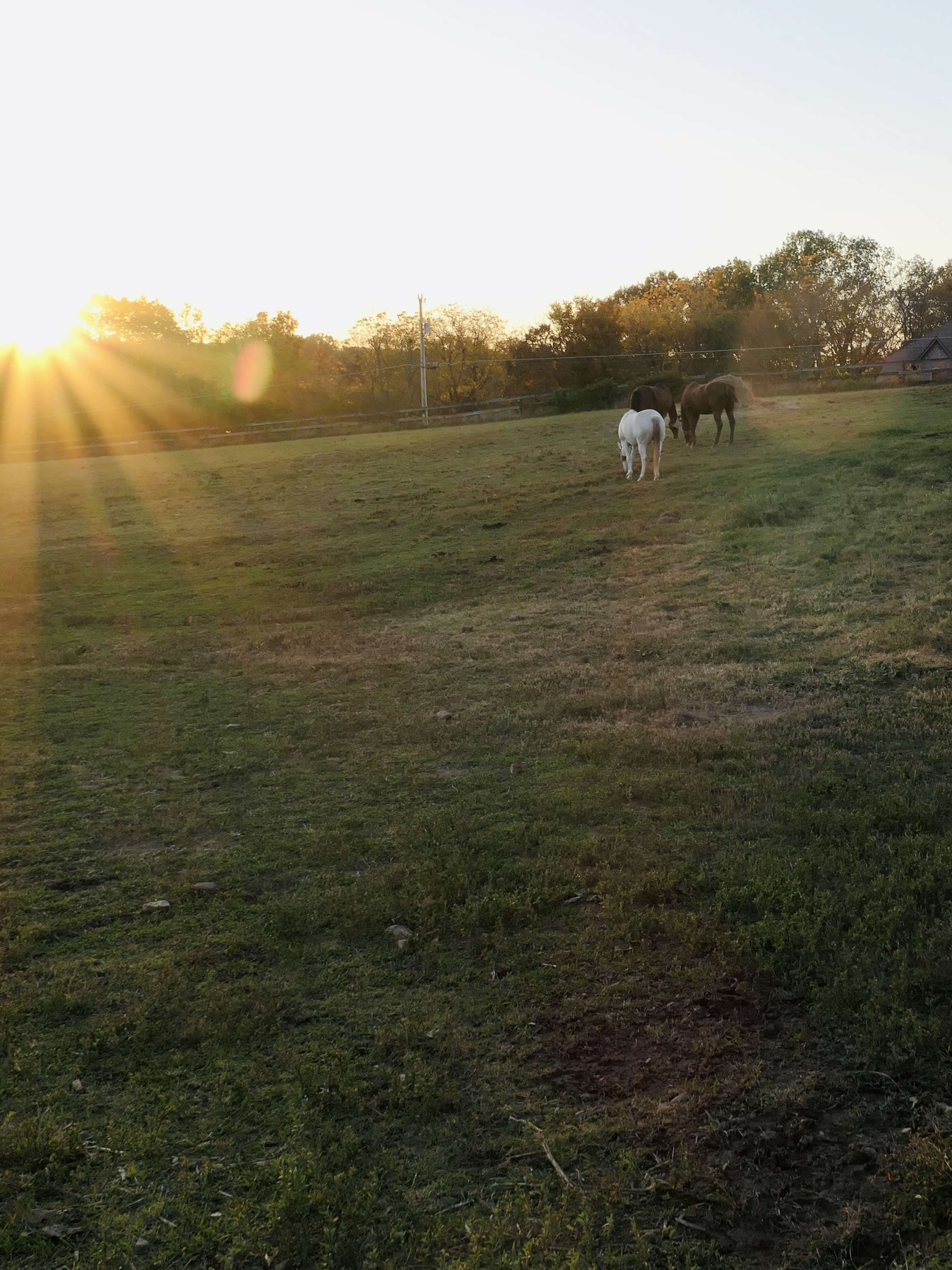 Two horses graze in a field at sunset, with rays of sunlight breaking through the trees in the background.