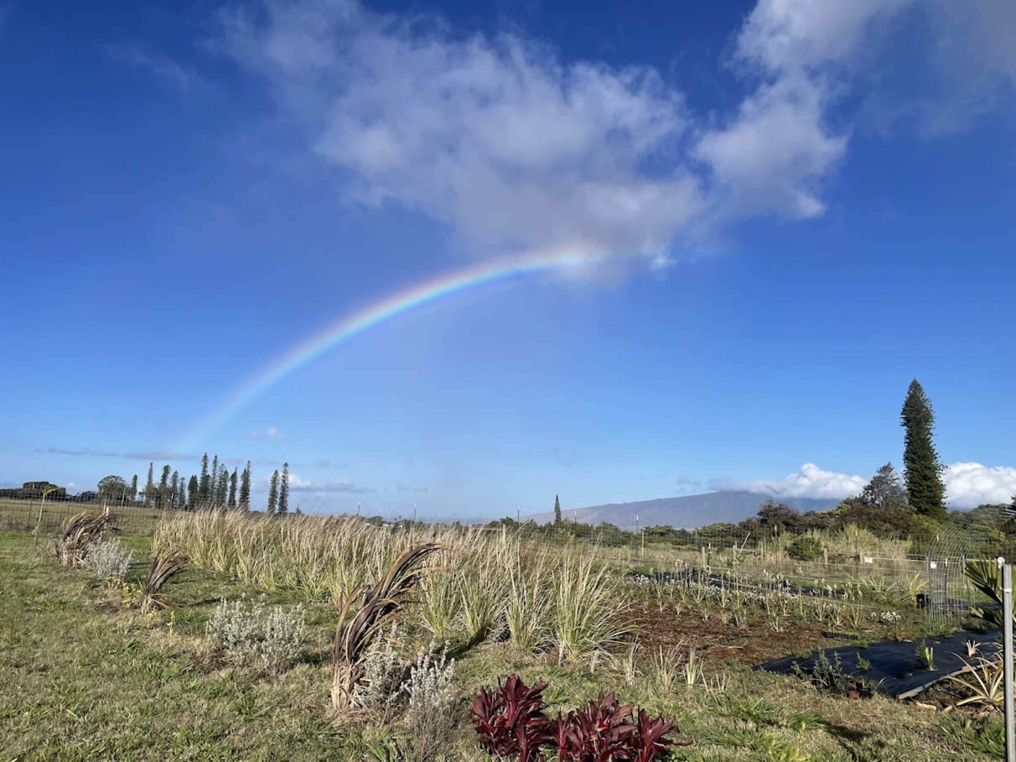 A rainbow arcs across a clear blue sky above a green landscape with various plants and trees.