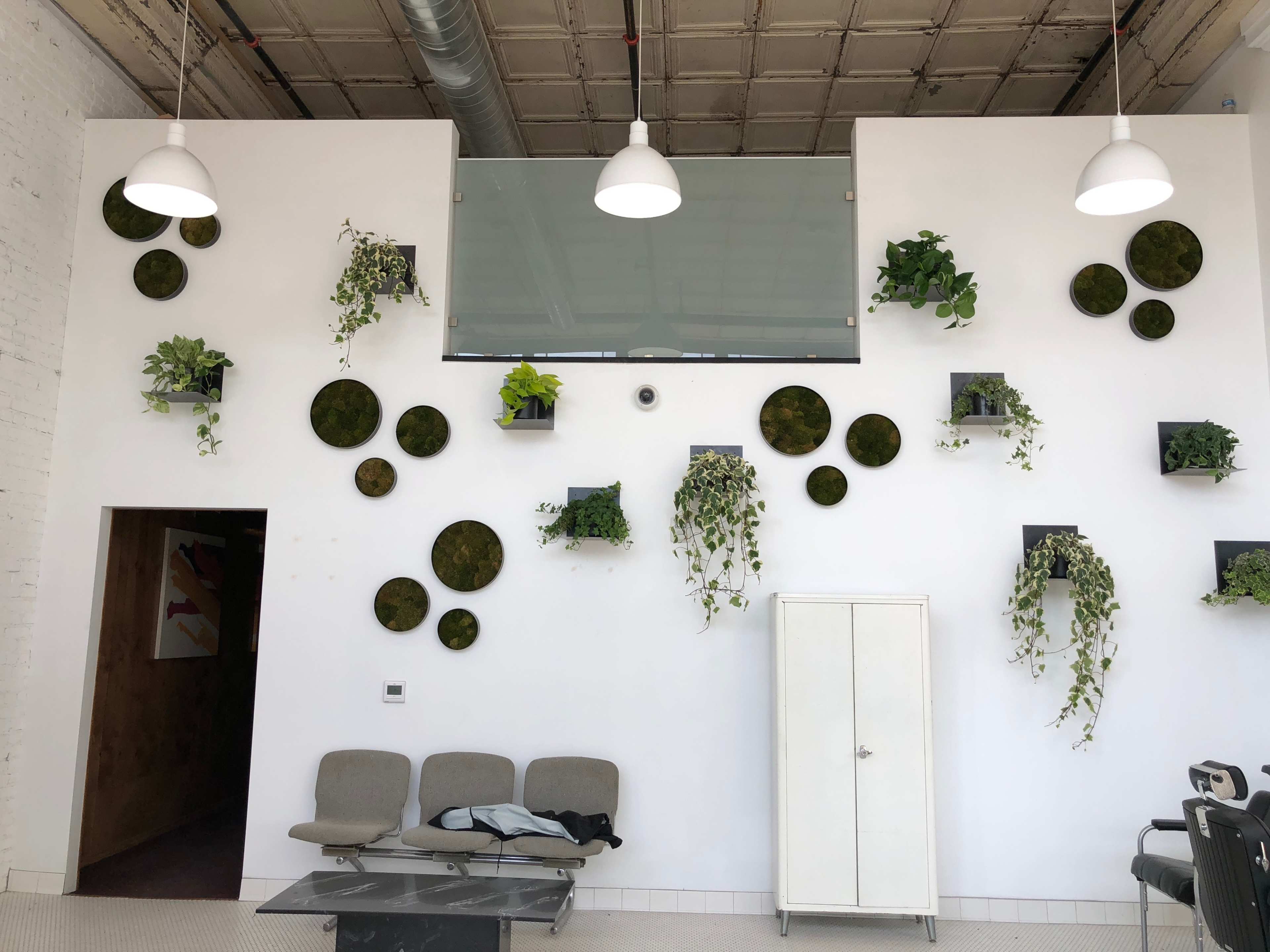 A modern interior with a white wall featuring circular planters and green plants, complemented by two hanging light fixtures.