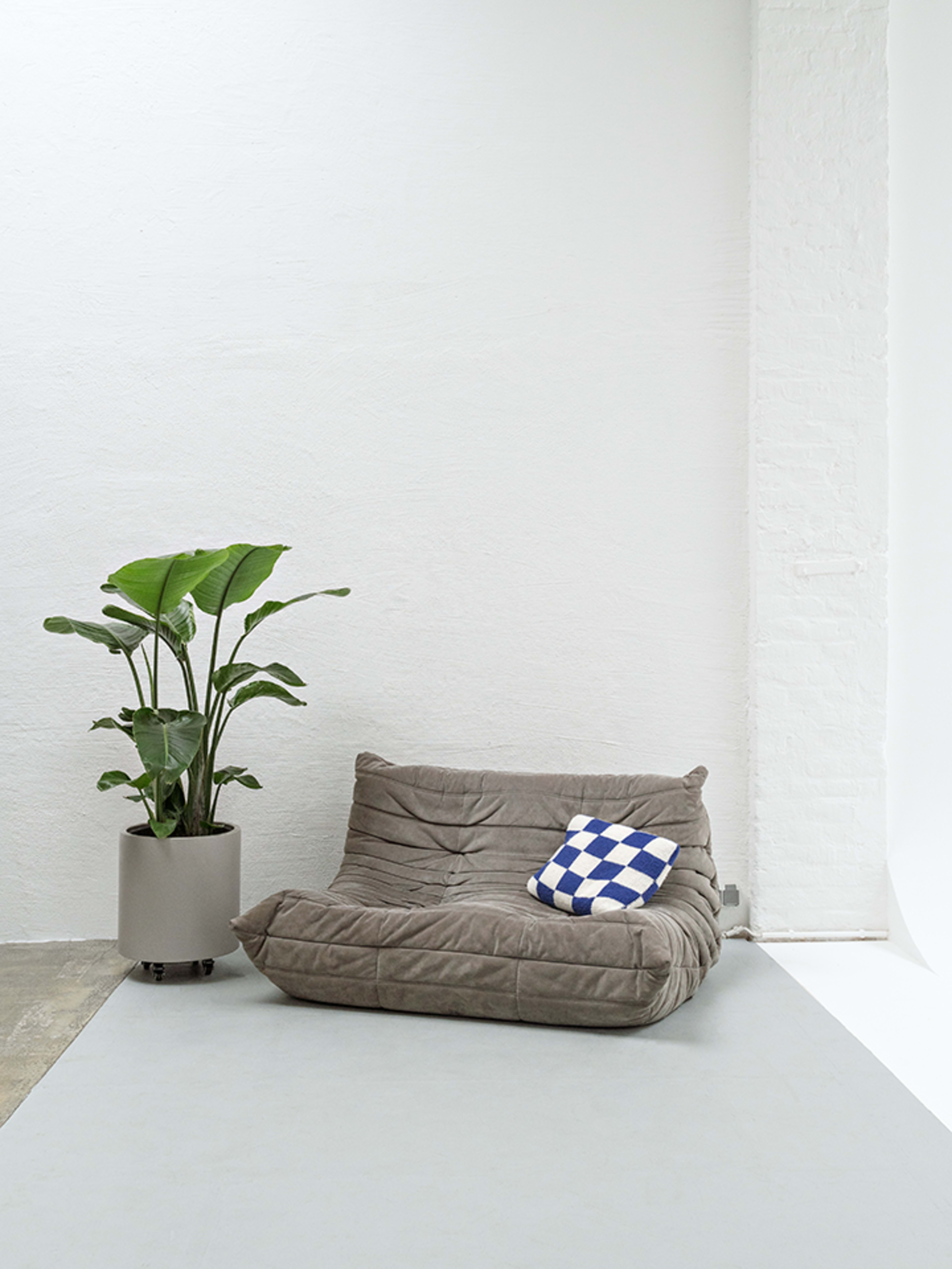 A grey, low-profile couch with a blue and white checkered pillow is positioned next to a tall indoor plant in a cylindrical pot against a white wall.