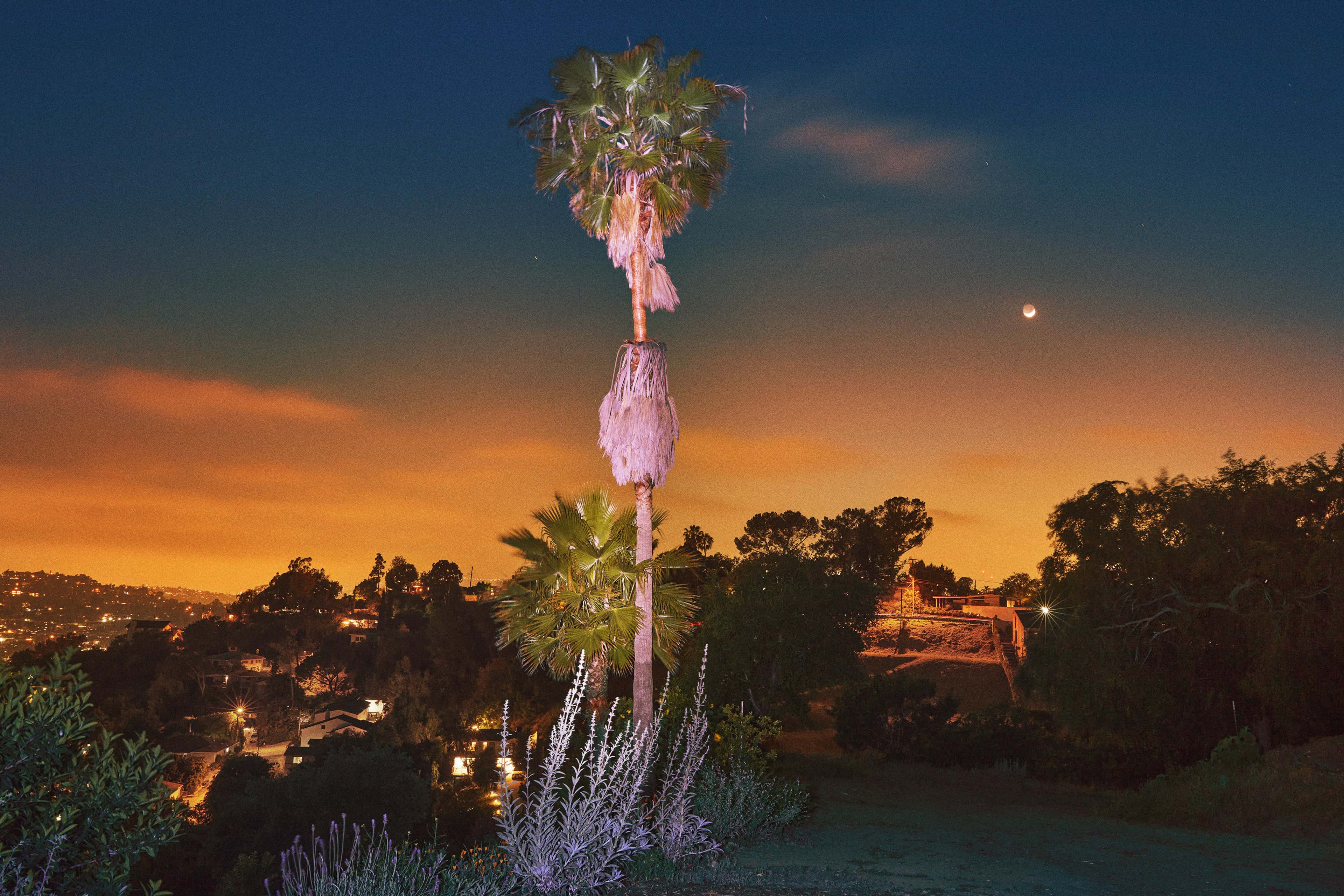 A single palm tree stands illuminated against a twilight sky, with a view of a cityscape below.