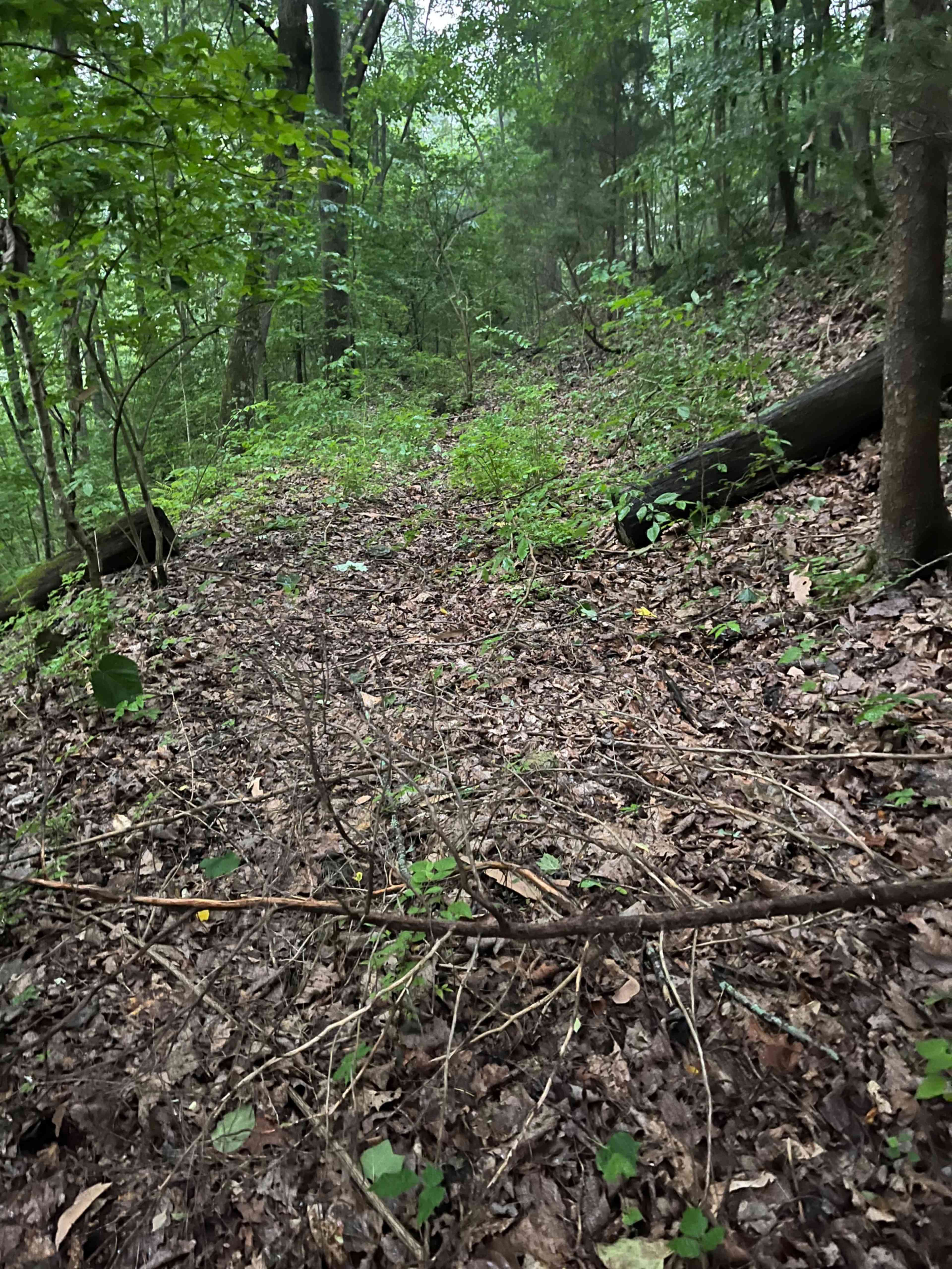 A narrow pathway through a densely wooded area covered with fallen leaves and scattered branches.