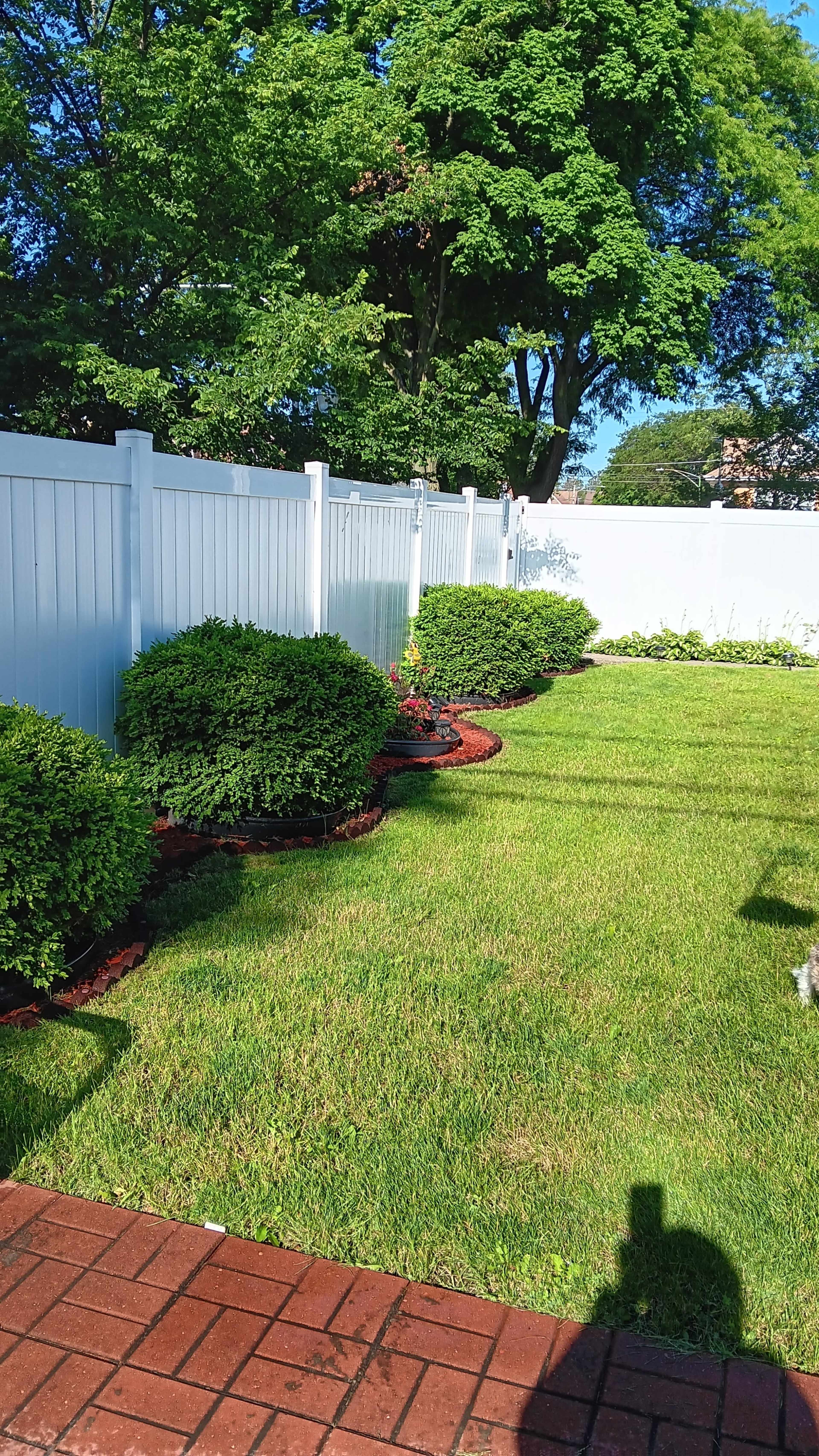 A well-manicured backyard with a neatly trimmed lawn, bordered by circular shrubs and a white fence.