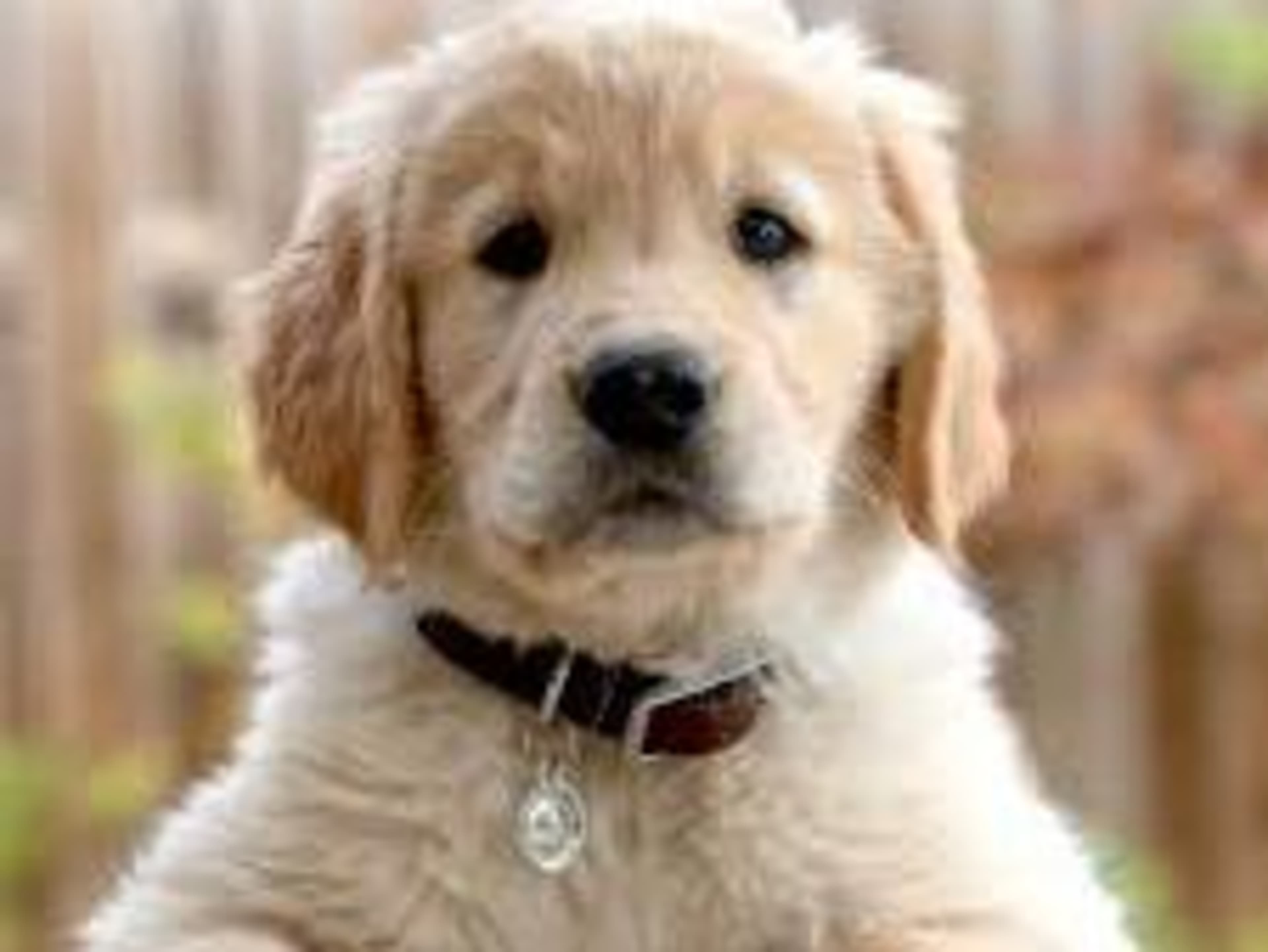 Pet Fee