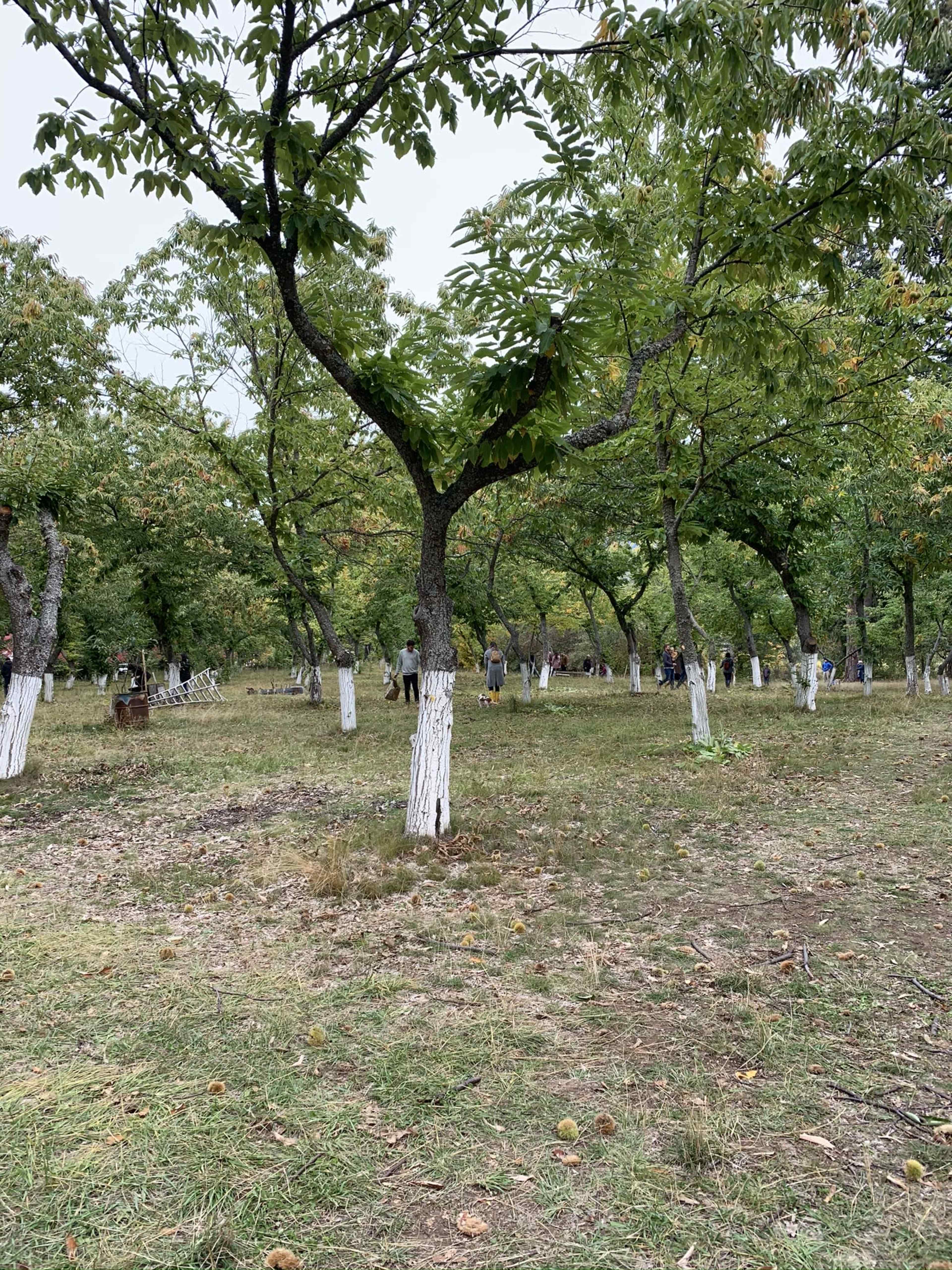 A group of people is picking fruit in an orchard with trees that have white-painted trunks.