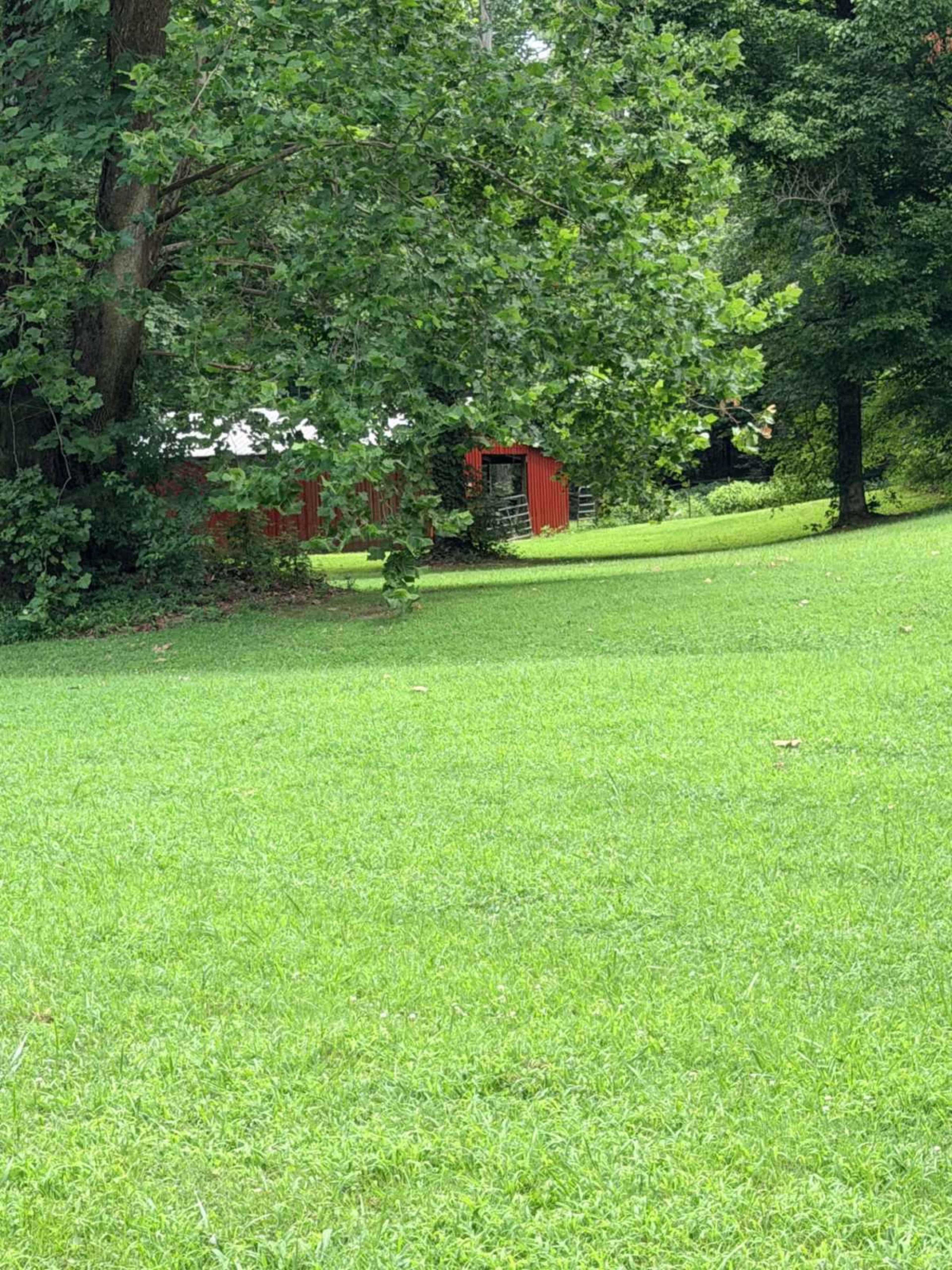 A red barn is partially hidden behind a large tree in a green grassy field.