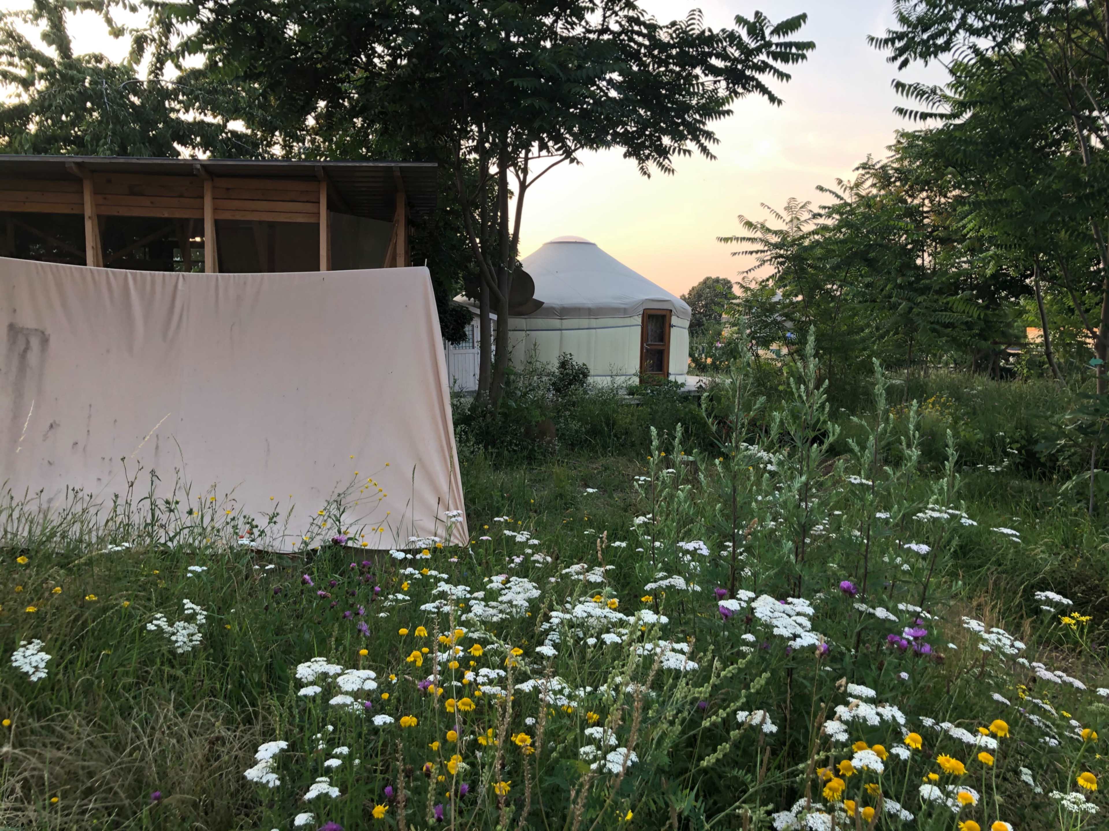 A white tent and a yurt are surrounded by wildflowers and tall grass in a garden setting.