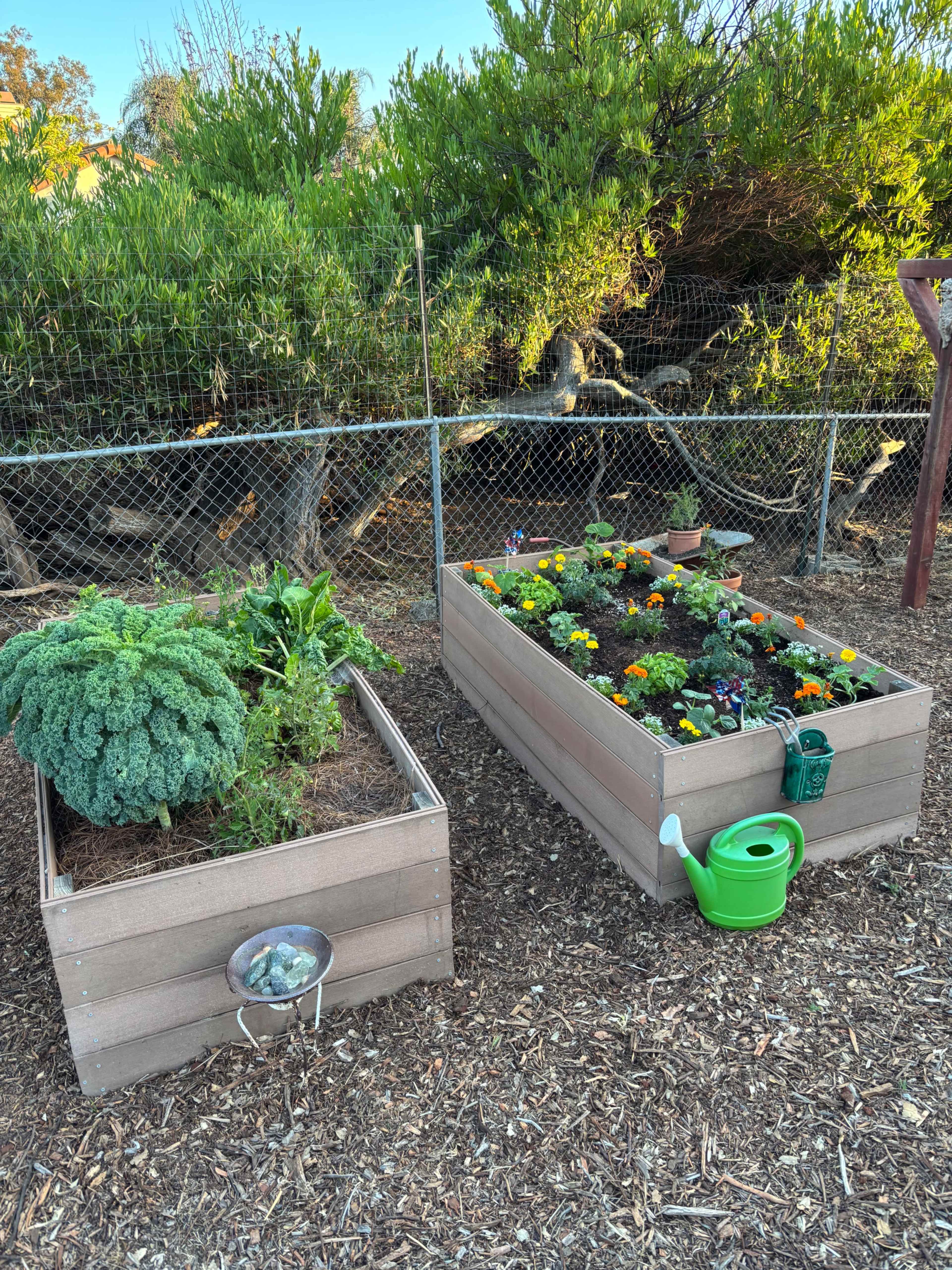 Two wooden raised garden beds are filled with leafy greens and colorful flowers, surrounded by a gravel path and a wire fence.