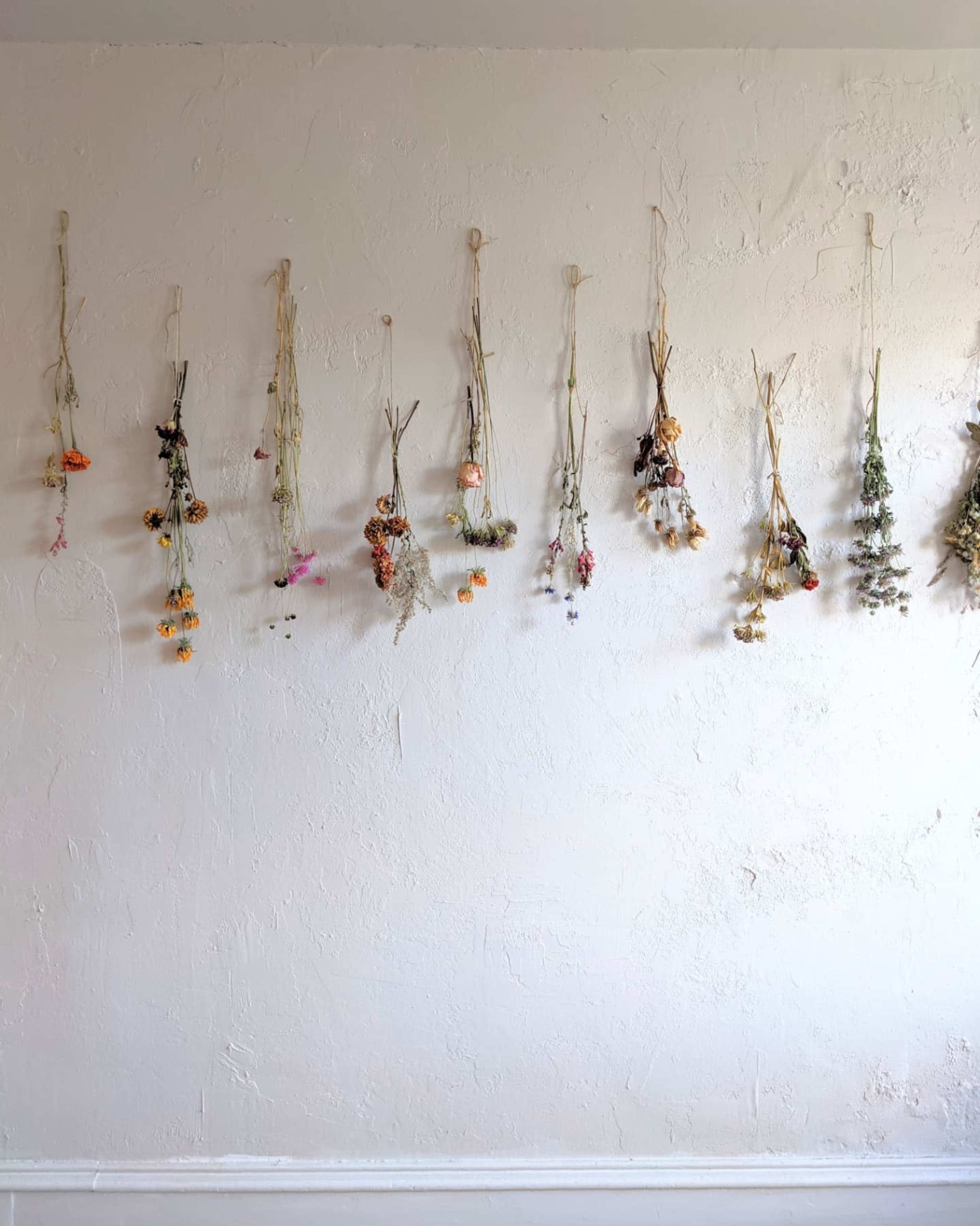 A row of dried flowers is hanging from a wall, each suspended by twine and attached with small clips.