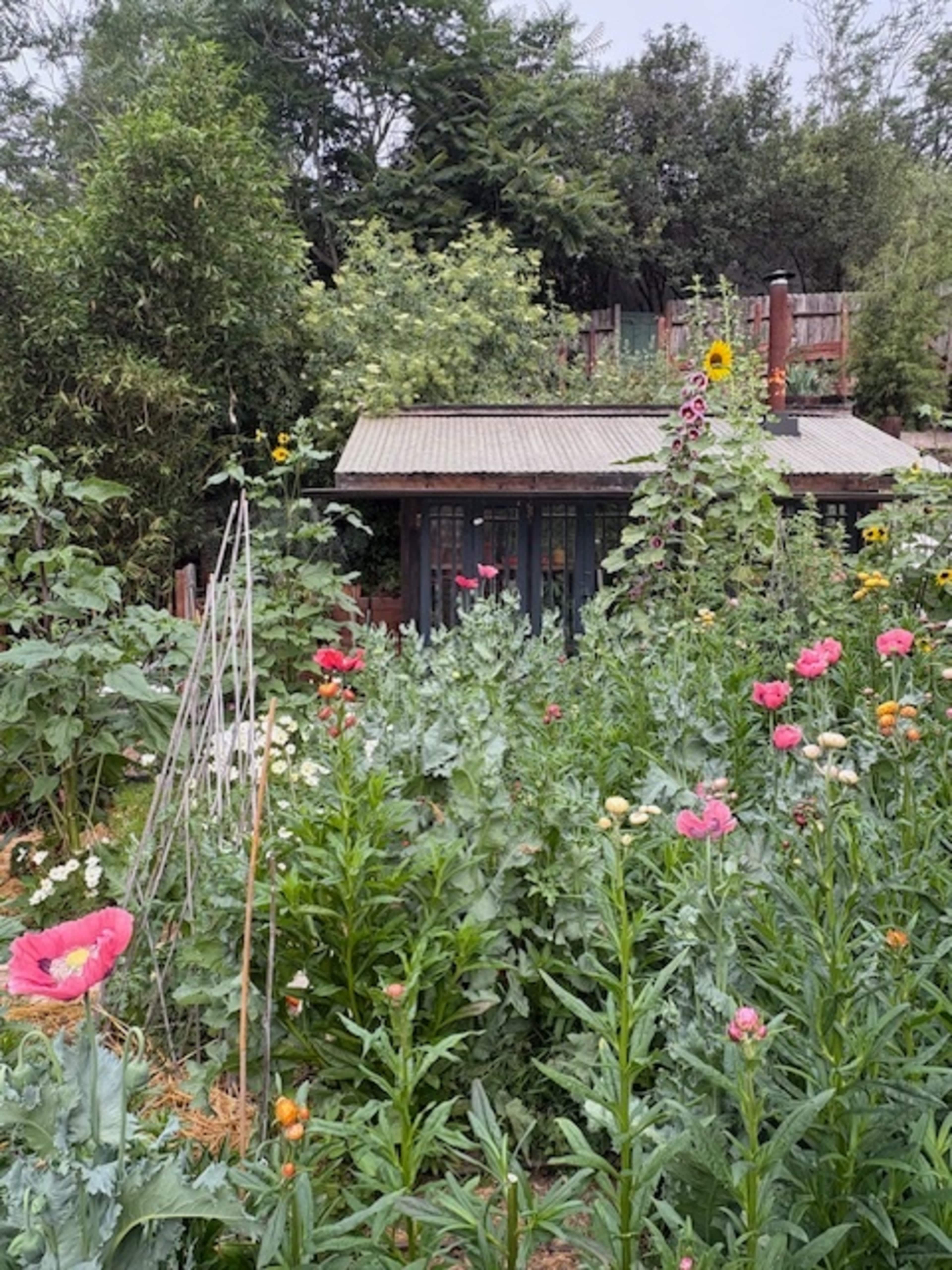A variety of colorful flowers and tall plants surround a small shed in a lush garden.