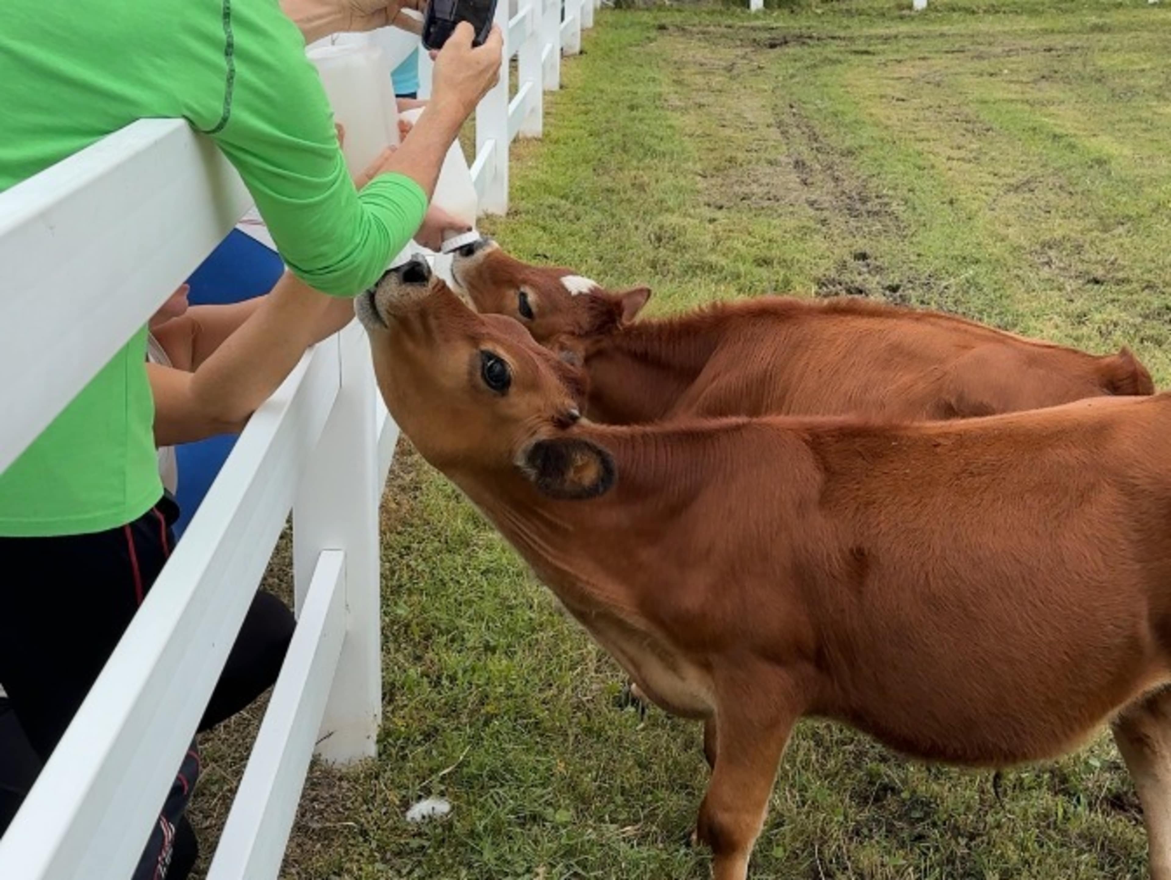 Animal Meet and Greet