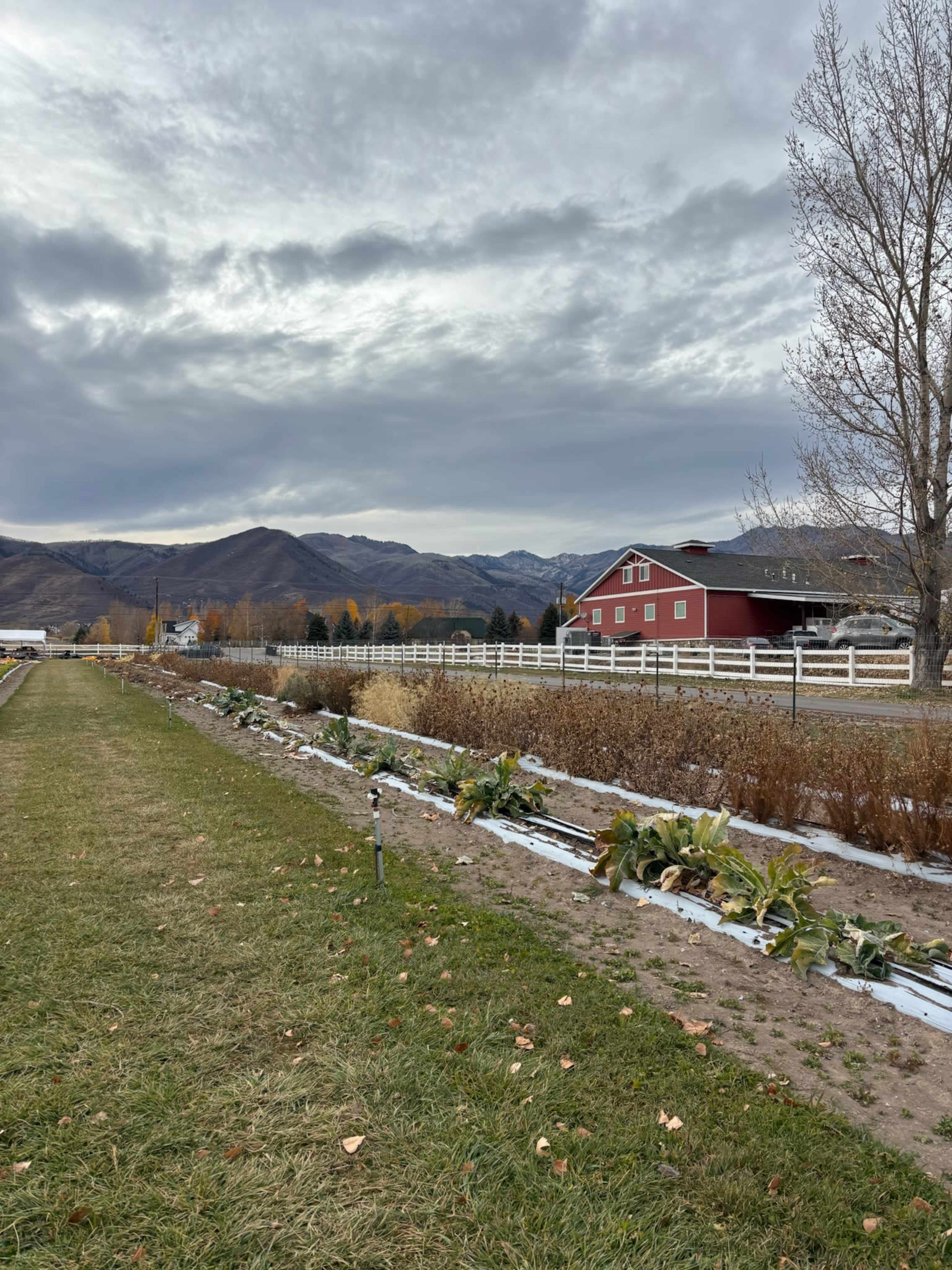 A red barn stands beside a row of garden beds with vegetables, set against a backdrop of mountains and a cloudy sky.
