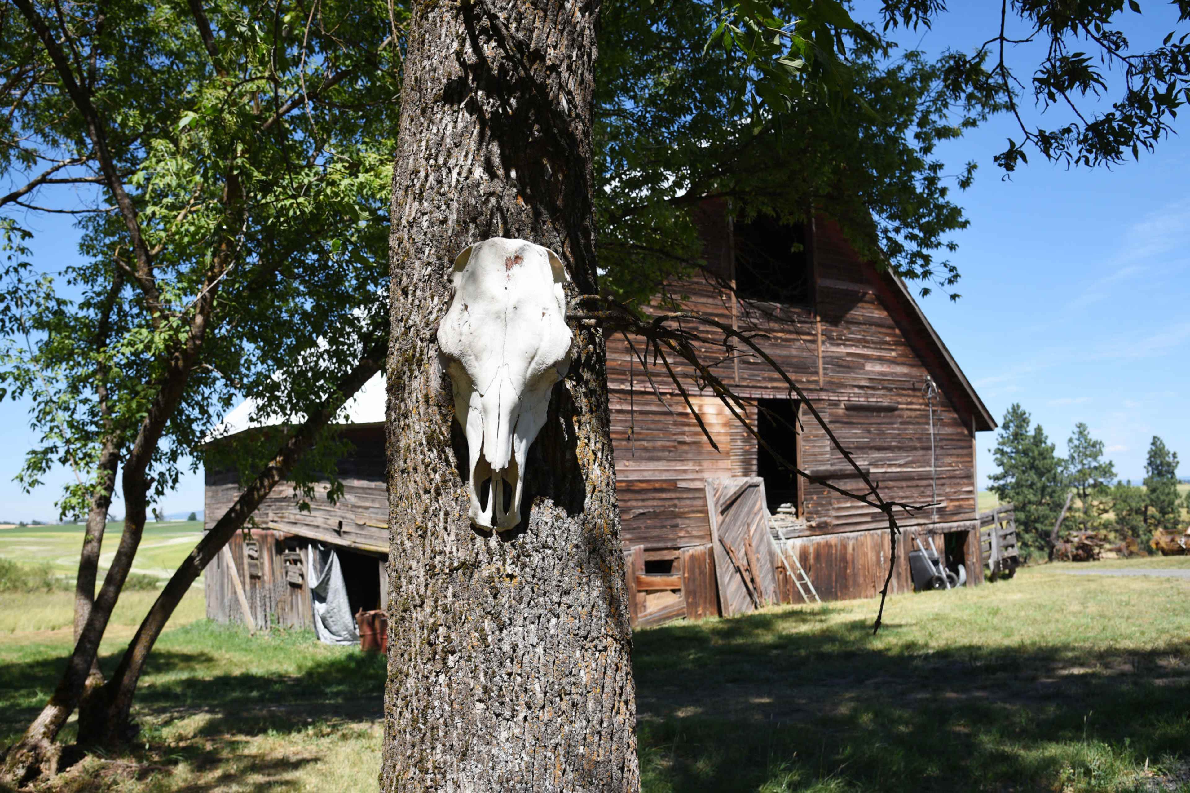 A cow skull is mounted on a tree trunk in front of an old wooden barn on a sunny day.