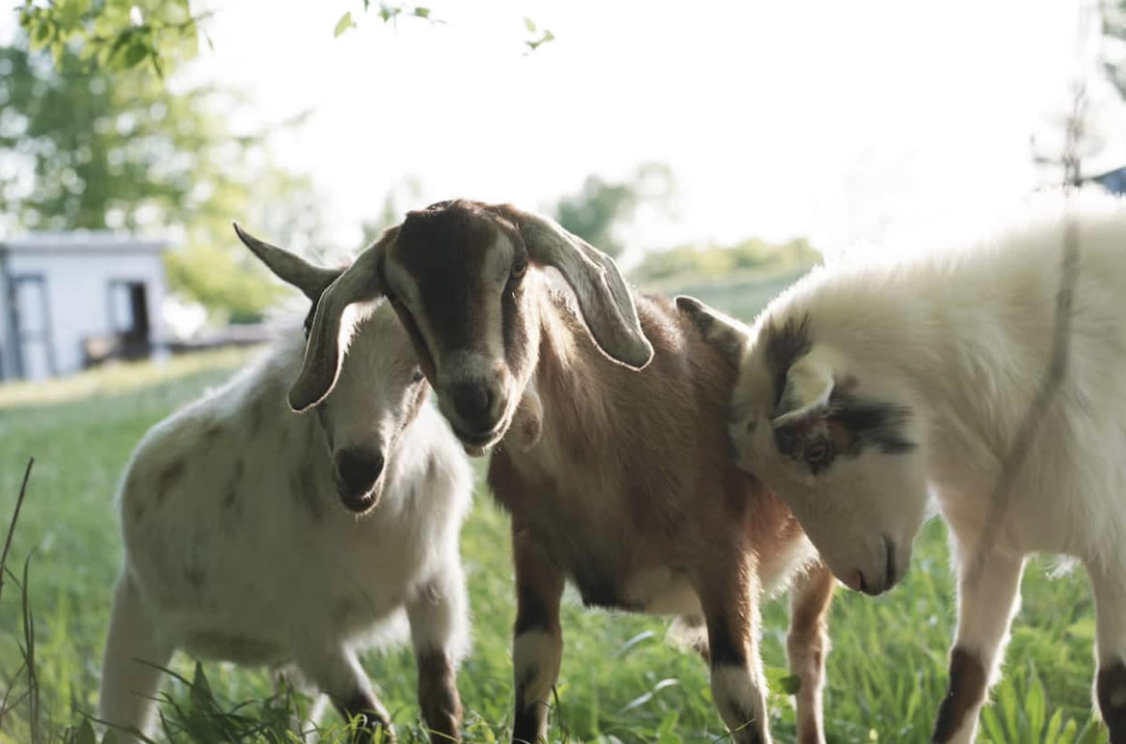 Three goats stand close together in a grassy area, with trees in the background.