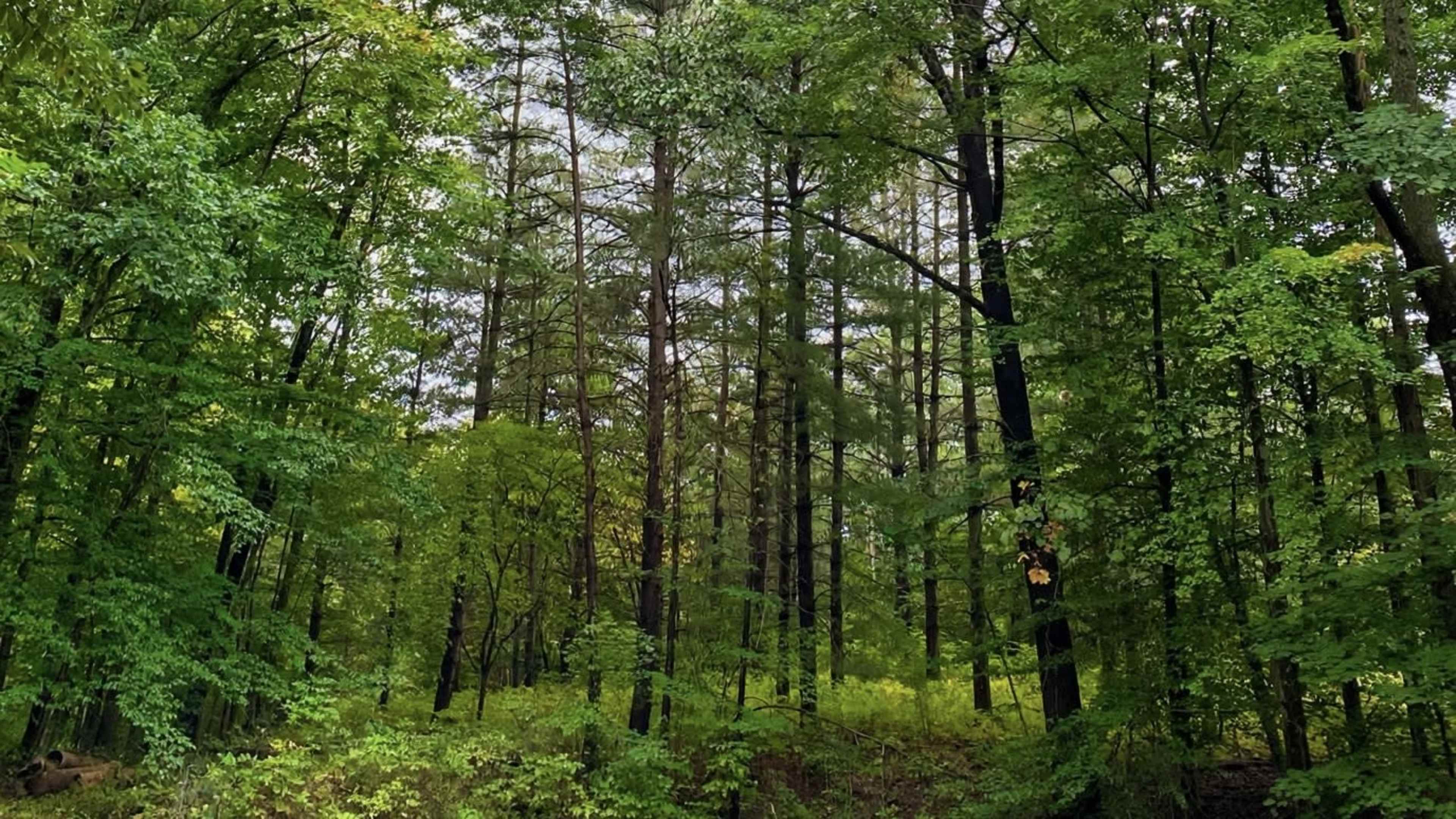 A dense forest with various shades of green trees and a scattered understory under a cloudy sky.