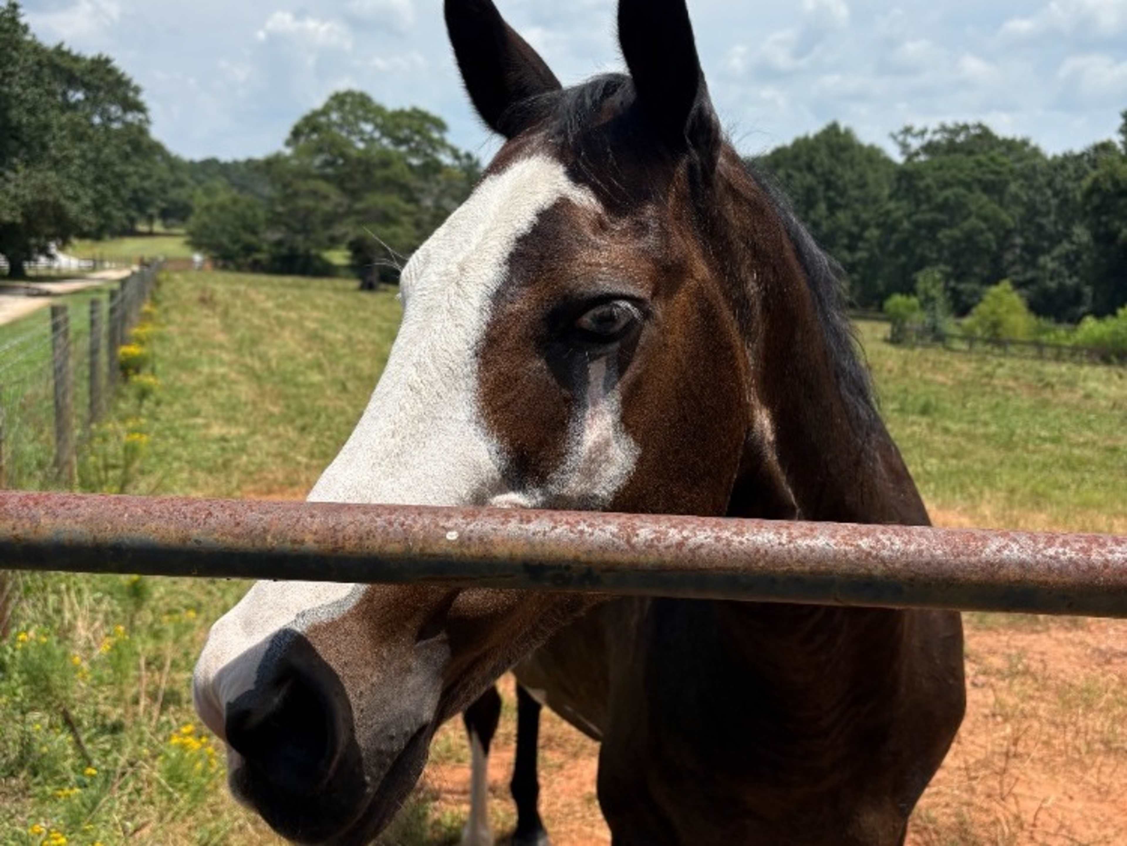 Horse Interaction
