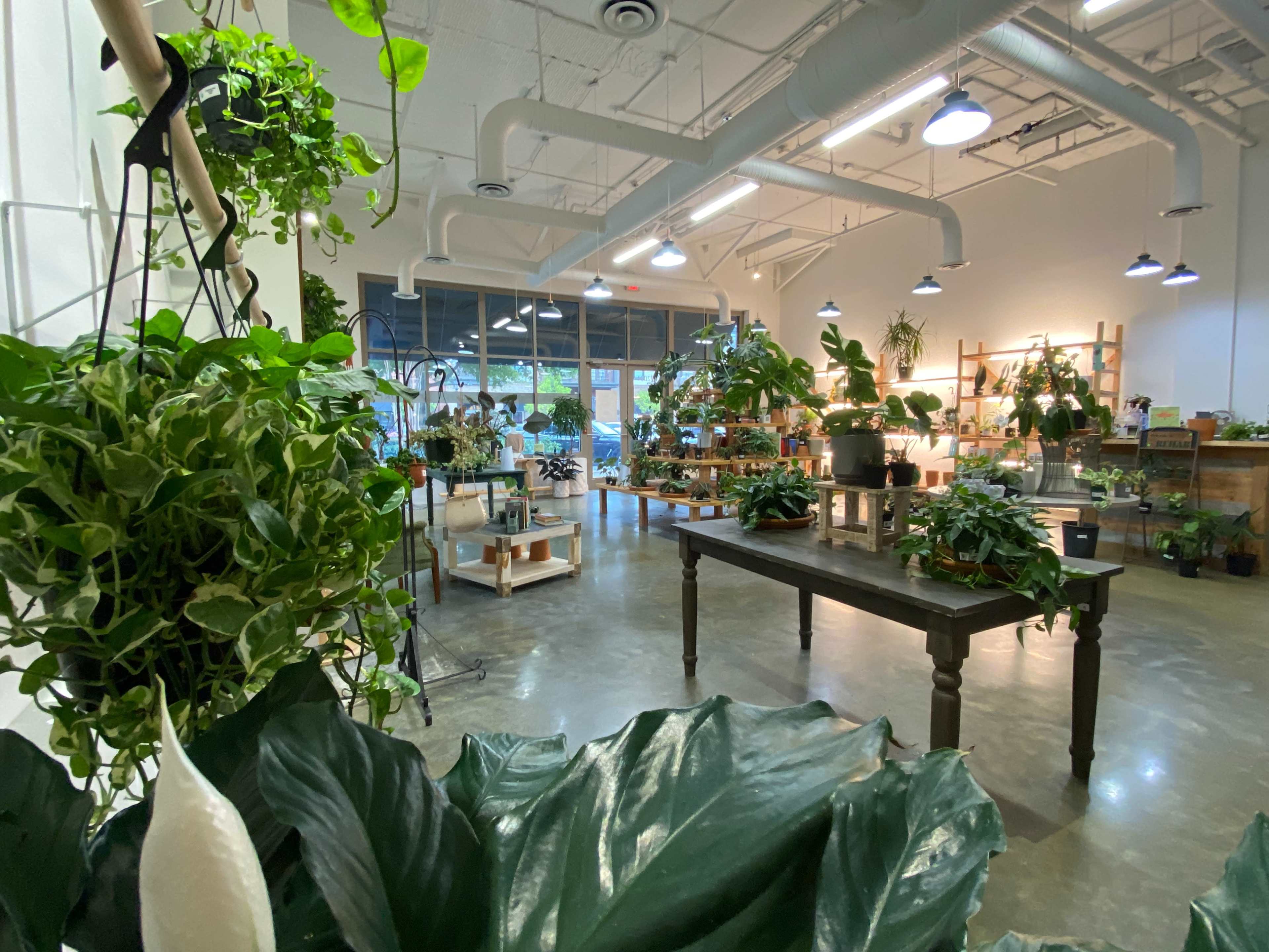 Smyrna/Vinings Charming Houseplant Shop Image in , Smyrna, GA