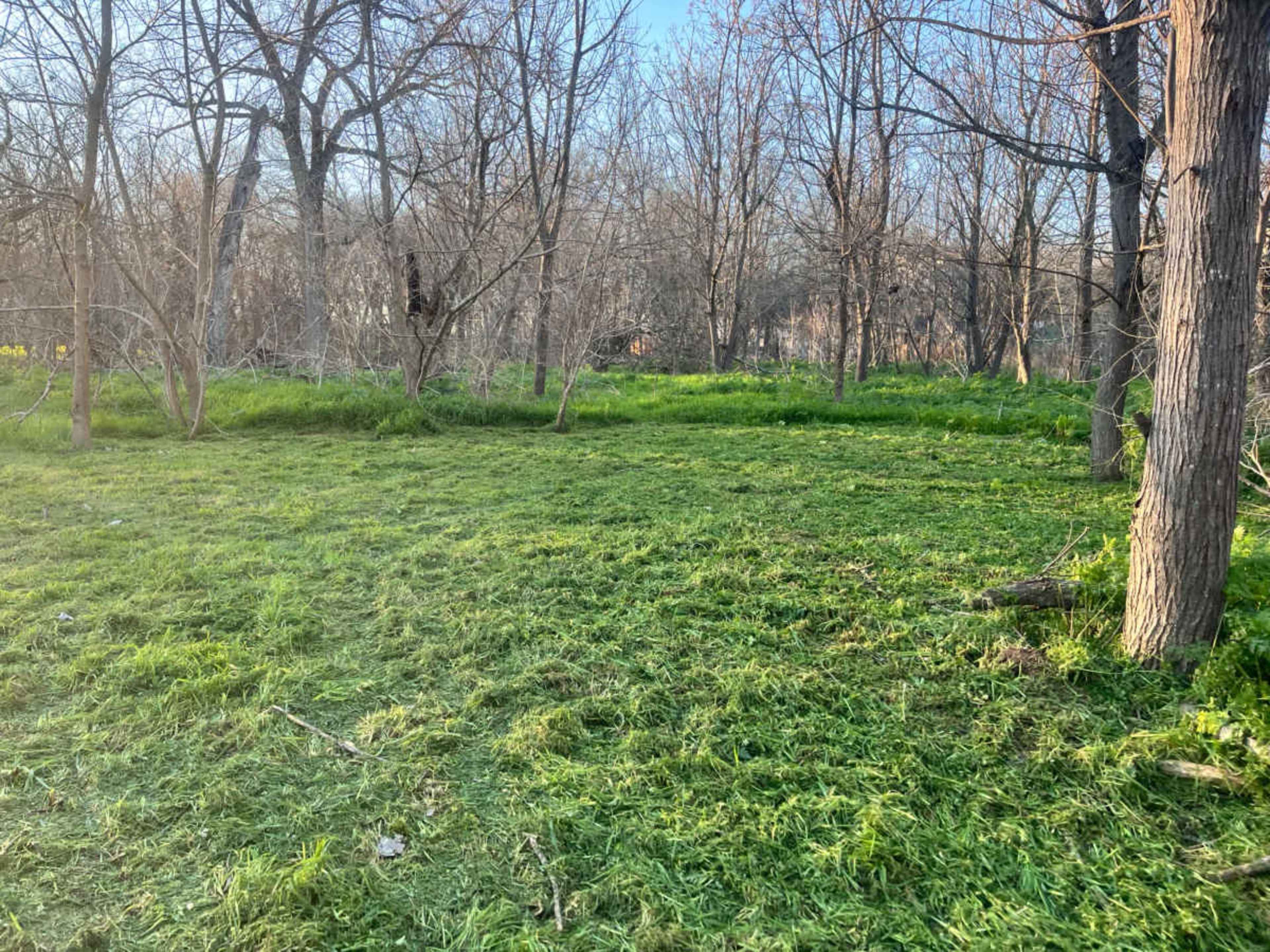 The image shows a grassy area surrounded by bare trees in a forested setting.
