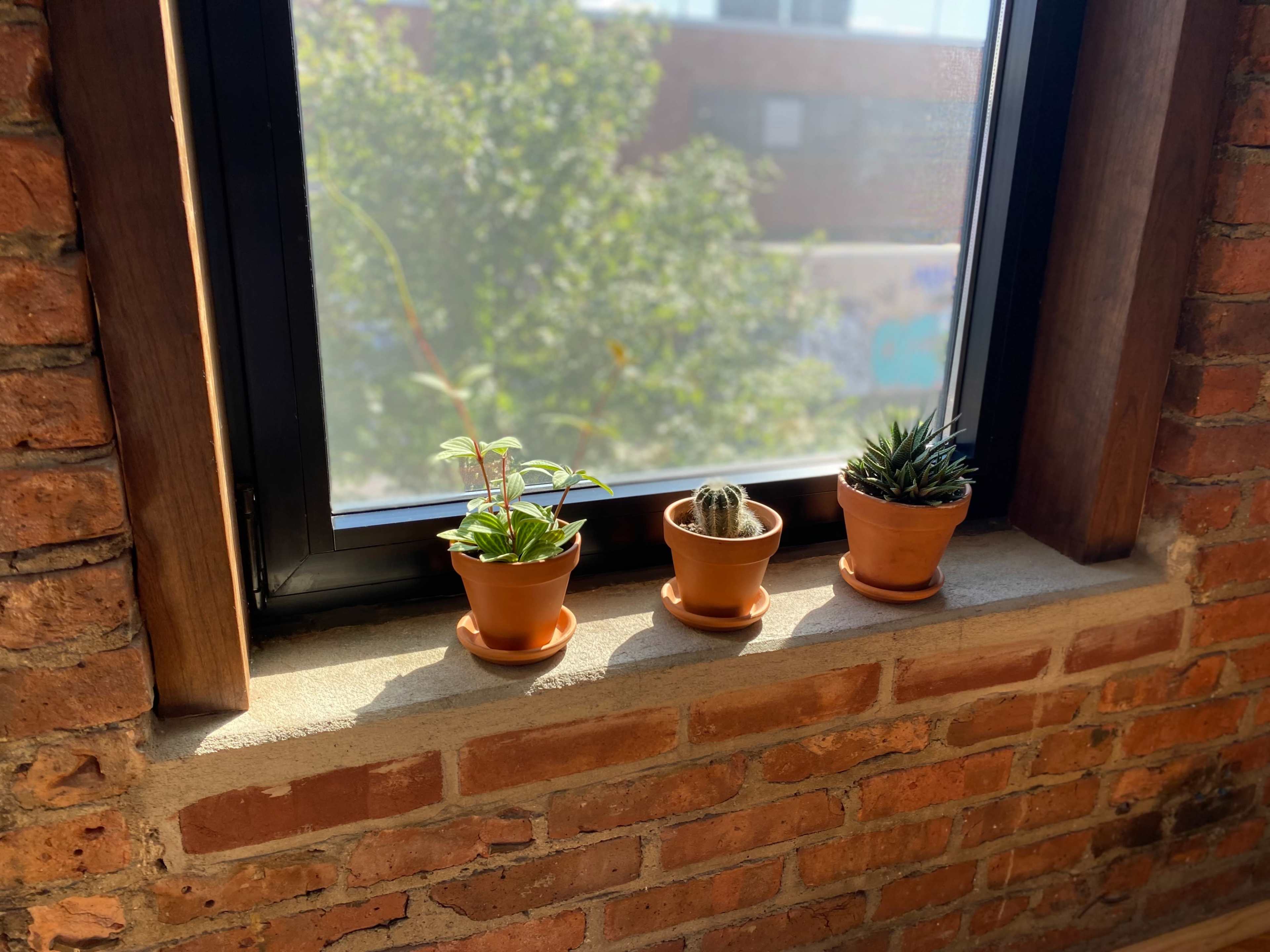 Three potted plants sit on a windowsill above a brick wall, with sunlight illuminating the scene.
