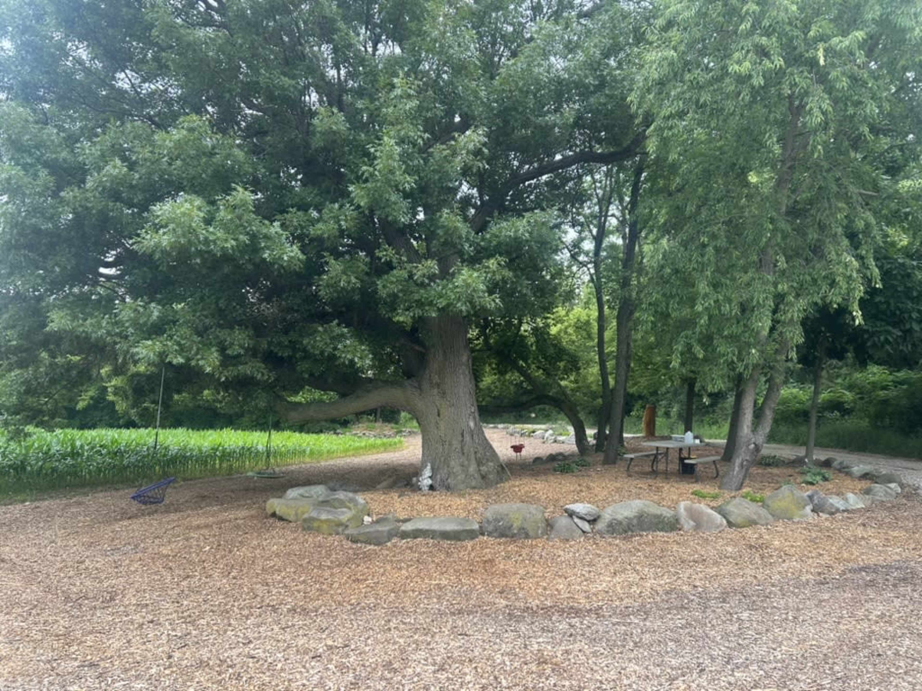 A large tree stands surrounded by a circular area of gravel and rocks, with a table and chairs nearby, and a path leading away through greenery.