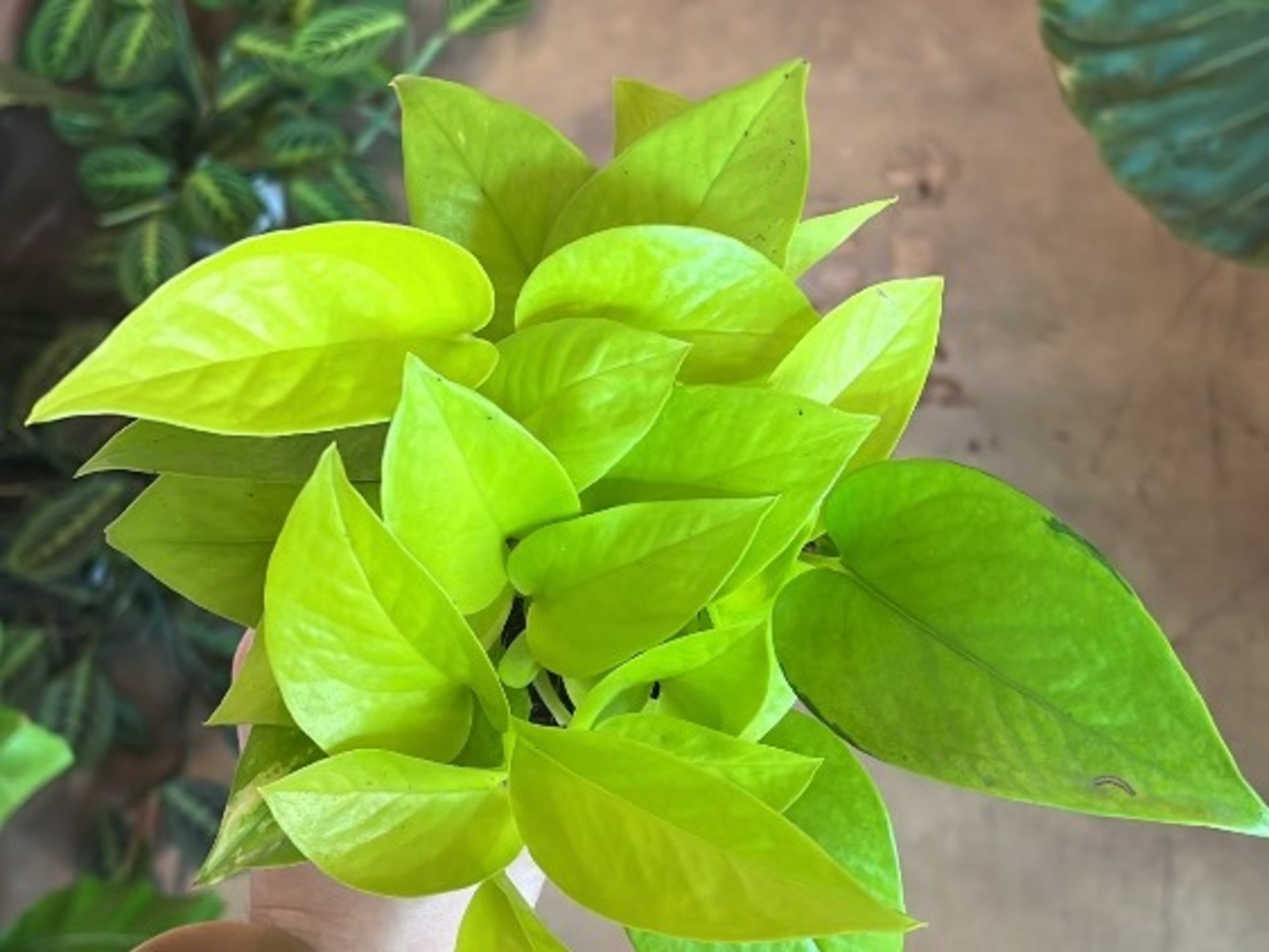 Small Plant