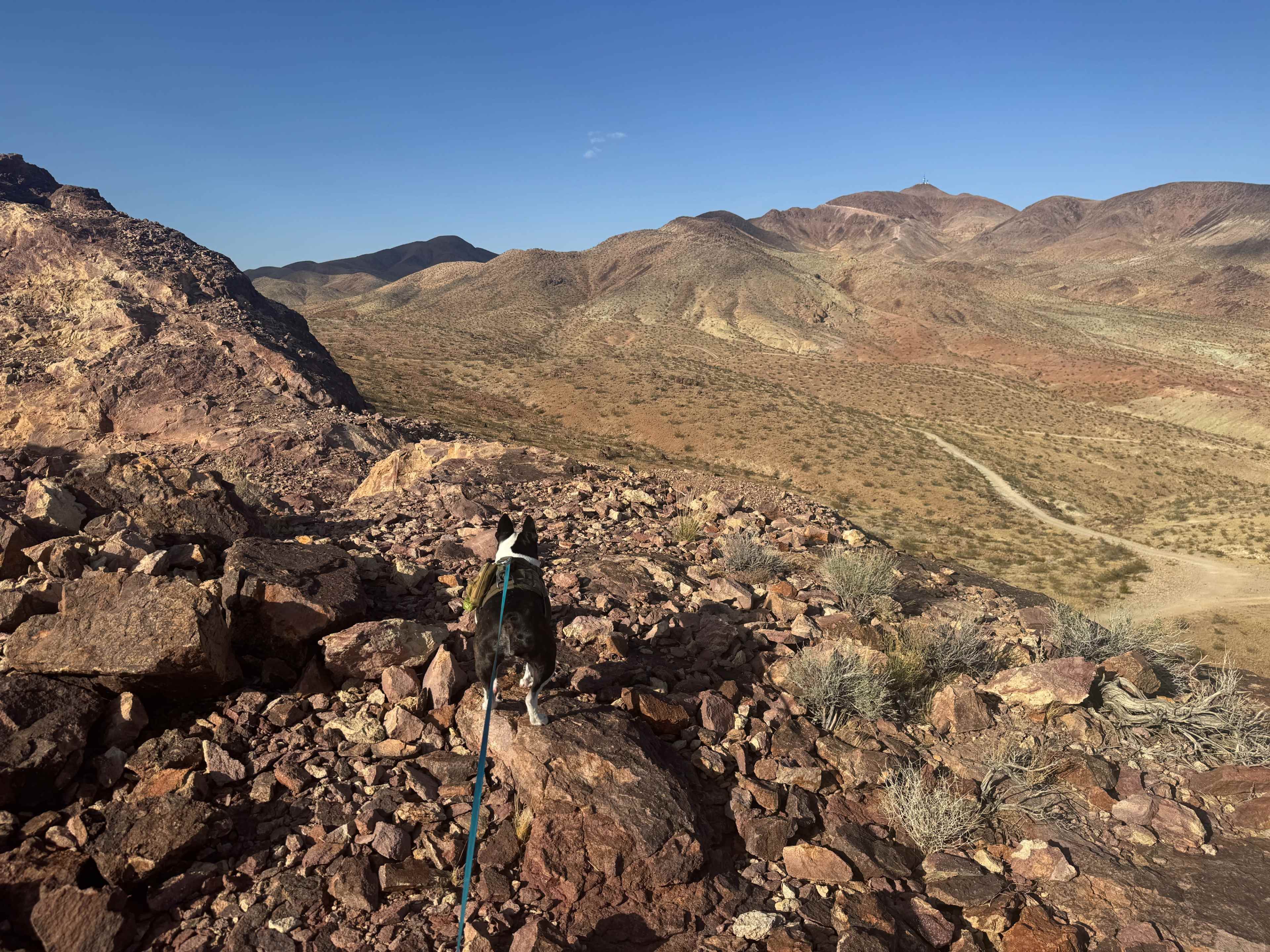 A dog stands on a rocky outcrop, overlooking a barren landscape of rolling hills and sparse vegetation under a clear blue sky.