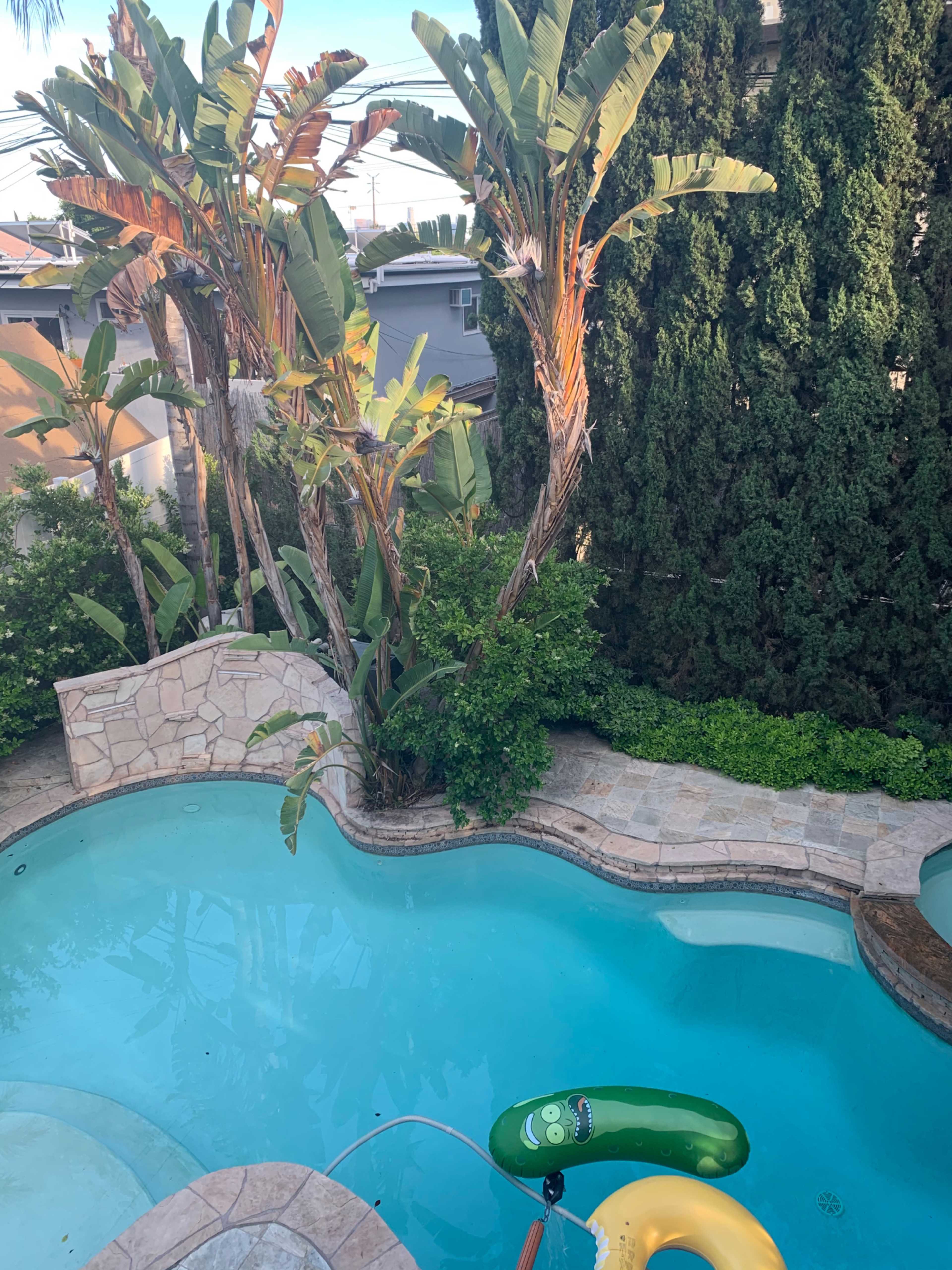 A residential backyard with a swimming pool, surrounded by palm trees and tall hedges, featuring a green inflatable pool toy.