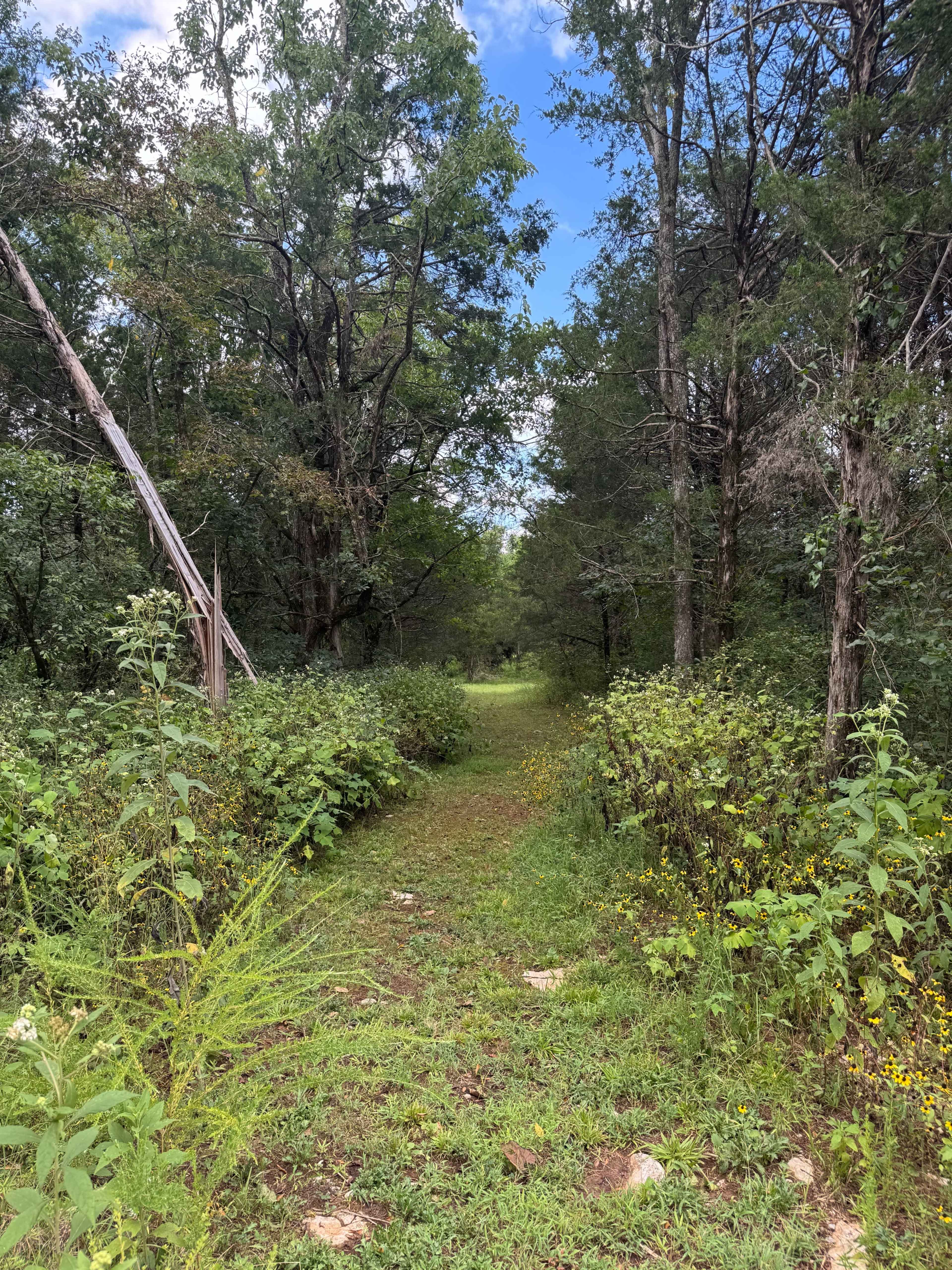 Private Tennessee Forest + Green Screen Access for Film/Photo (Eagleville) Image in , Eagleville, TN