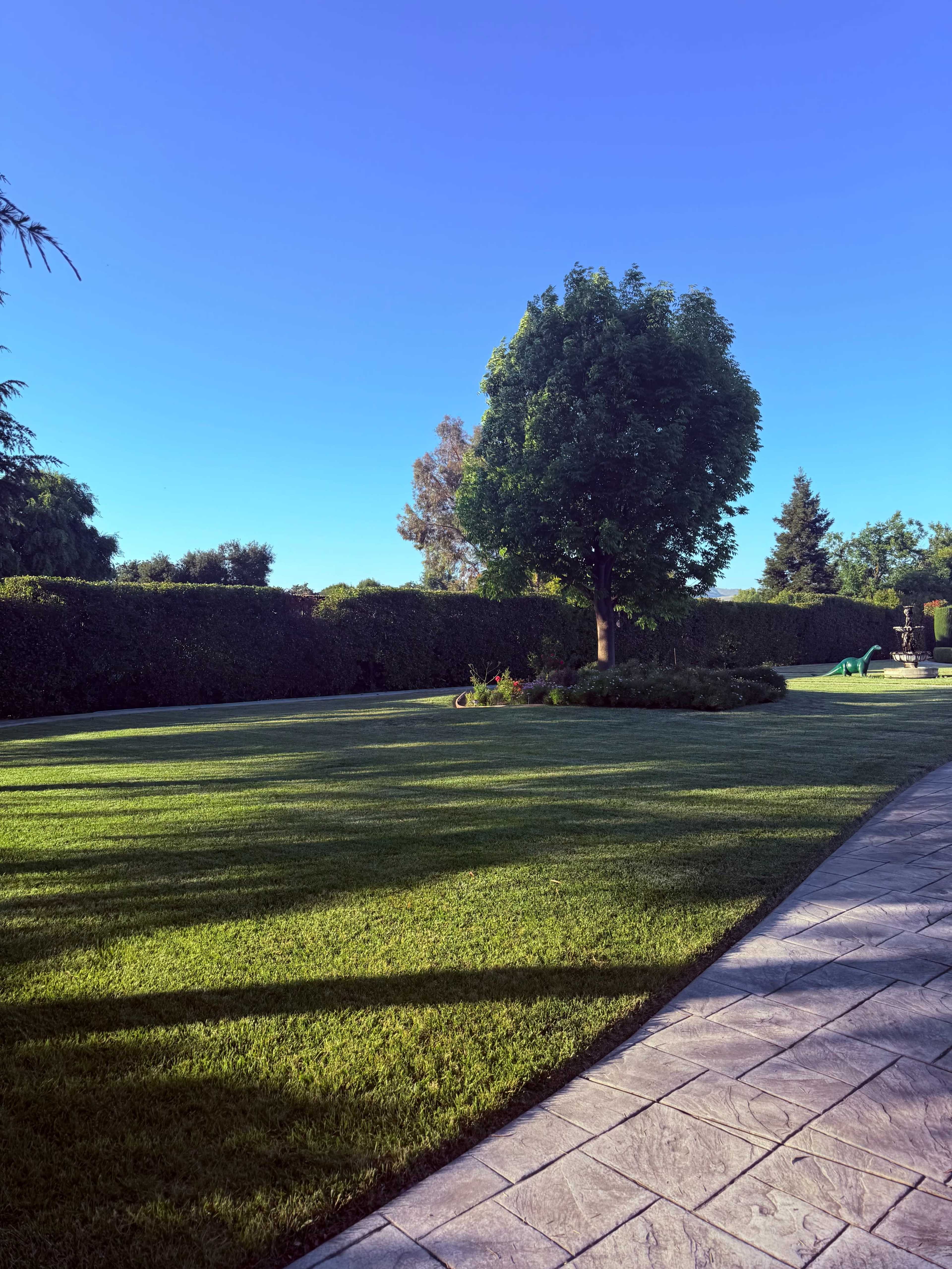 A manicured lawn is bordered by tall hedges and features a large tree in the center under a clear blue sky.