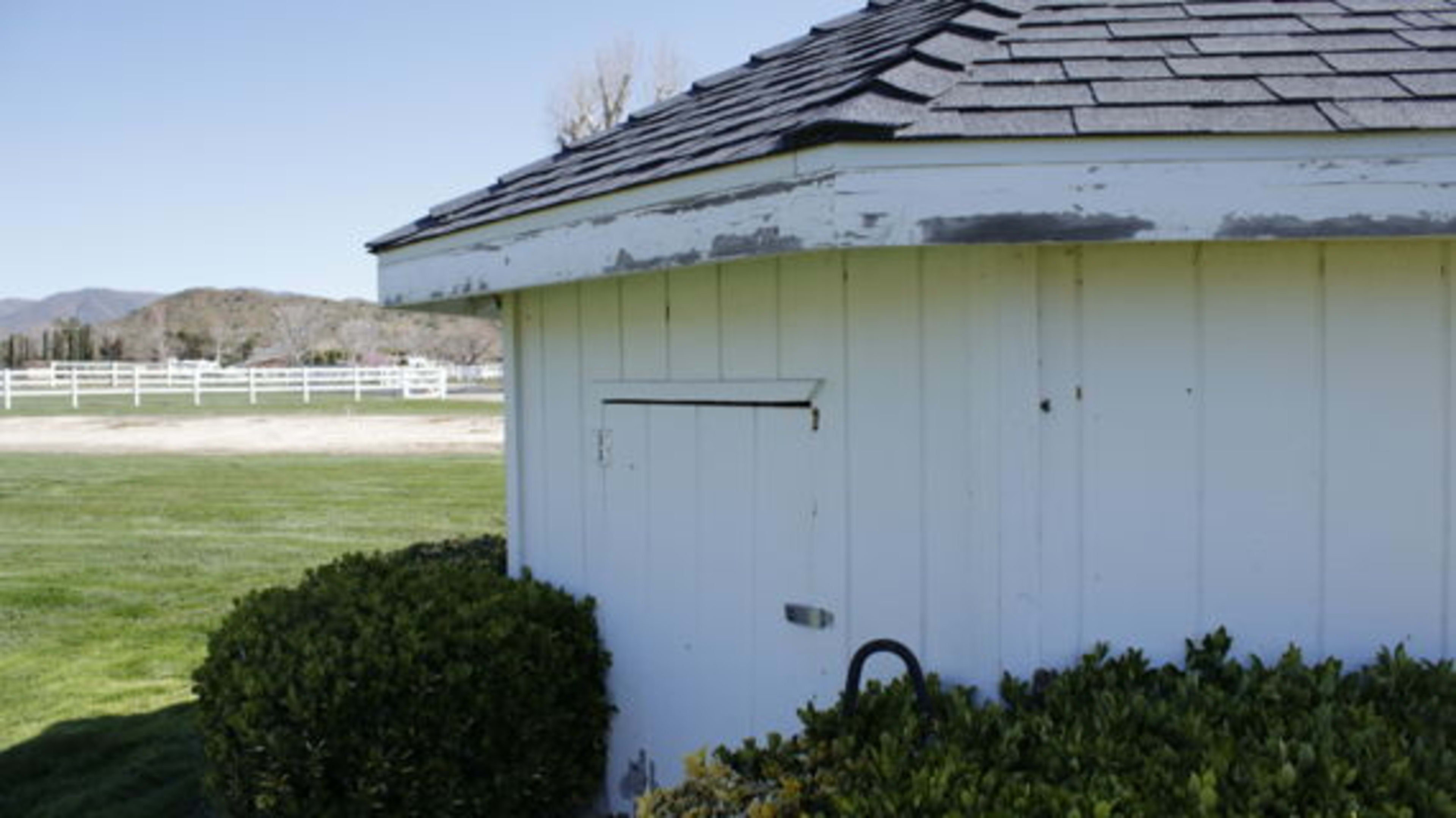 A white shed with a shingled roof, partially covered by well-trimmed shrubs, set against a background of a grassy area and a fence.