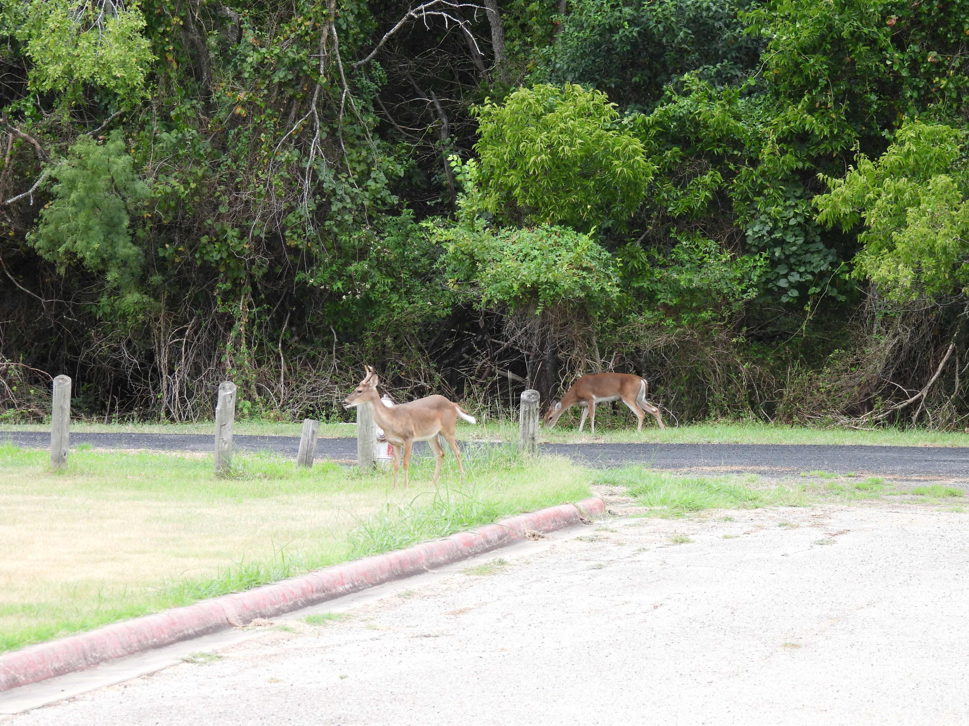 Massive Outdoor Festival Event Space w. utiltiy hookups Image in Tech Ridge, Austin, TX
