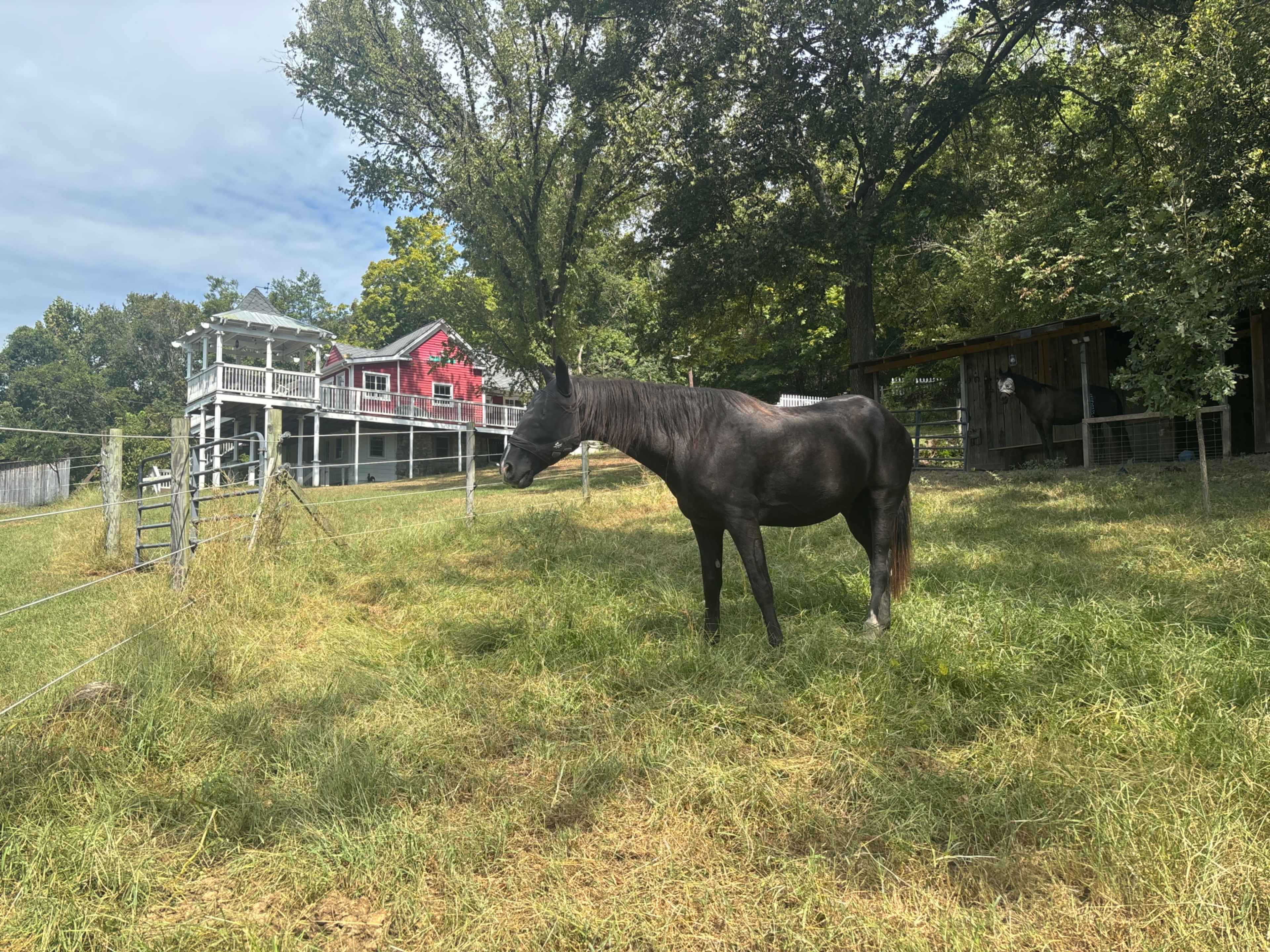 A black horse stands in a grassy field with a red farmhouse and a barn in the background.