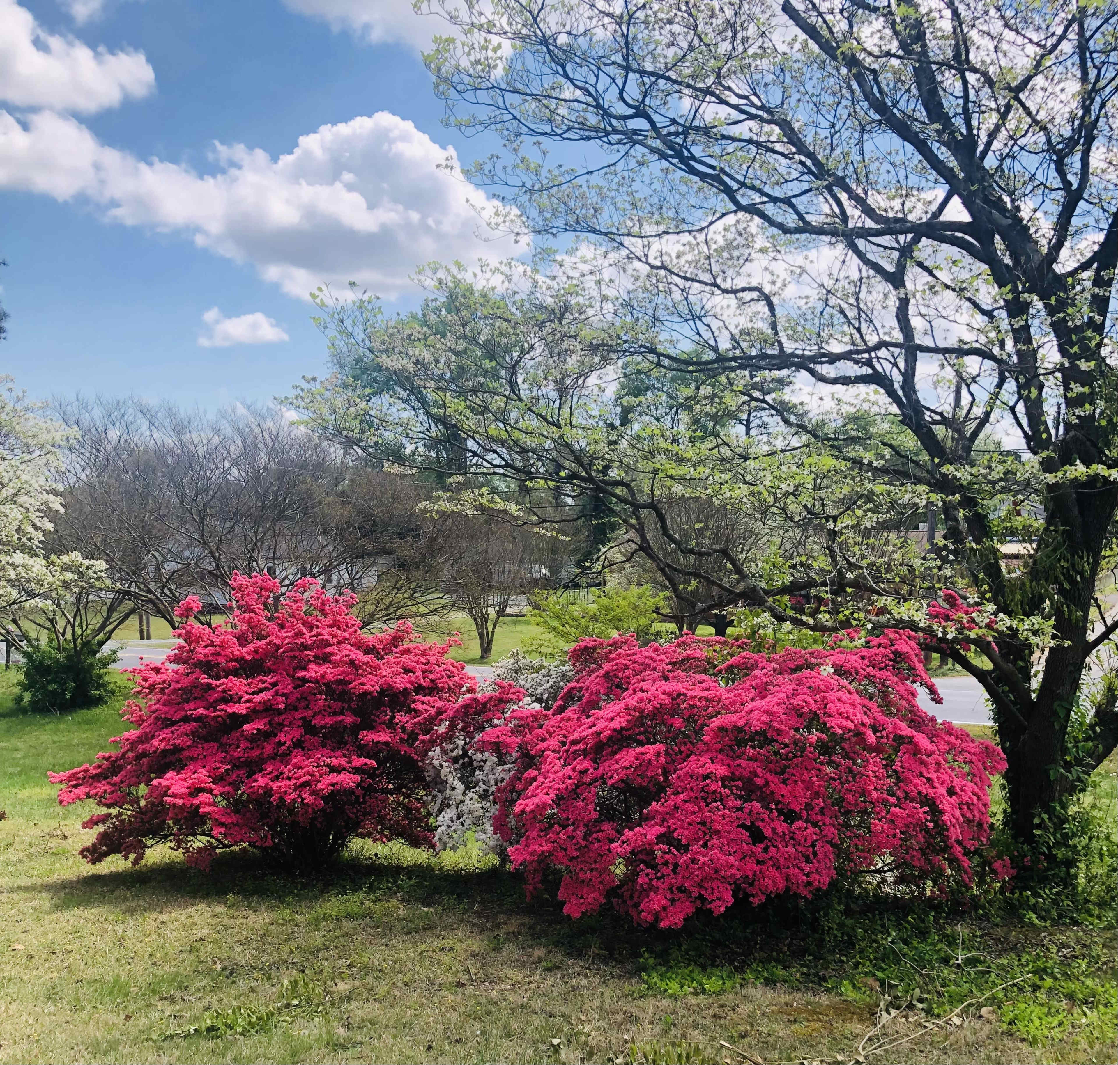 Blooming pink azaleas are situated beside a large tree against a backdrop of blue sky and wispy clouds.