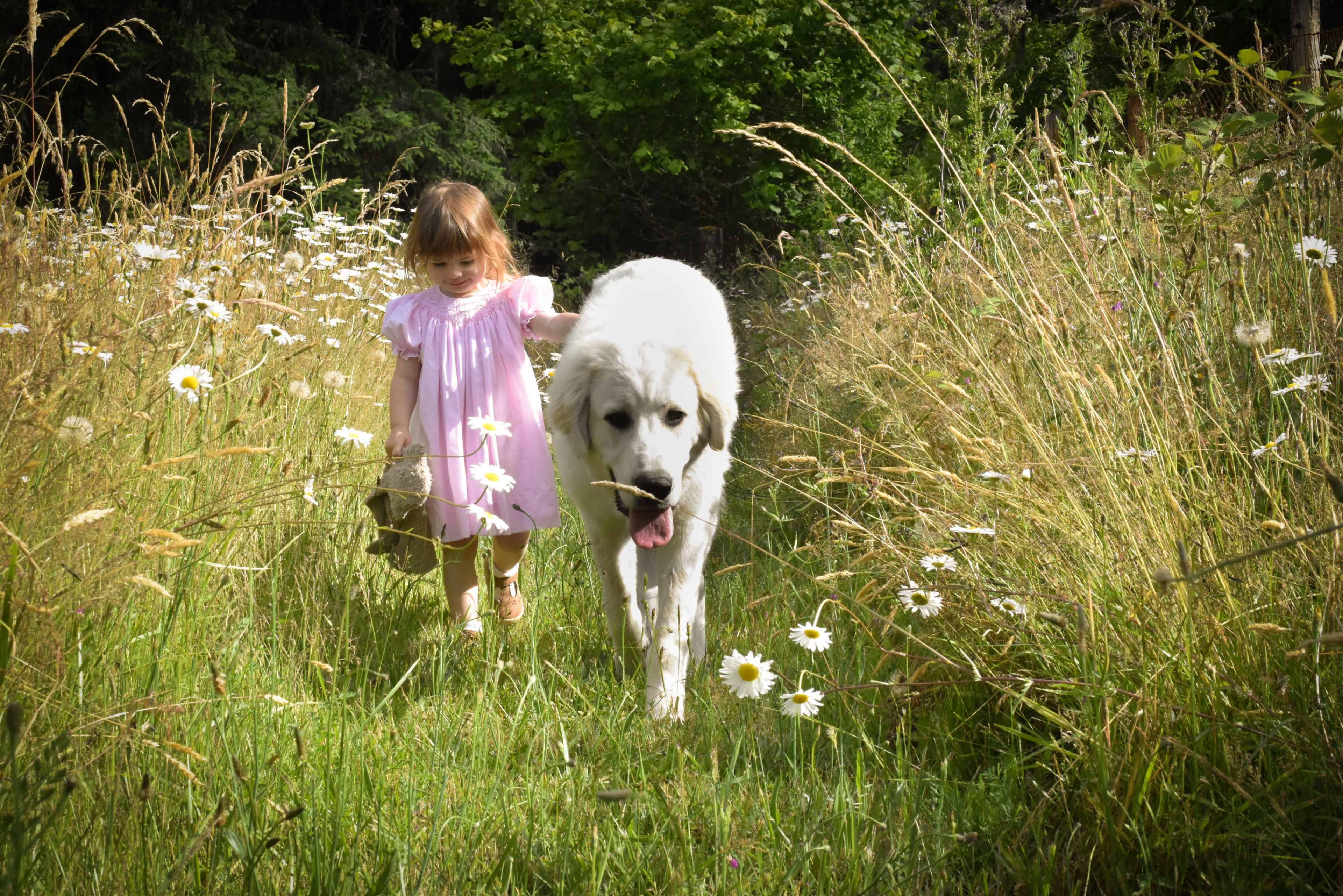 A young girl in a pink dress walks through a field of daisies alongside a large white dog.