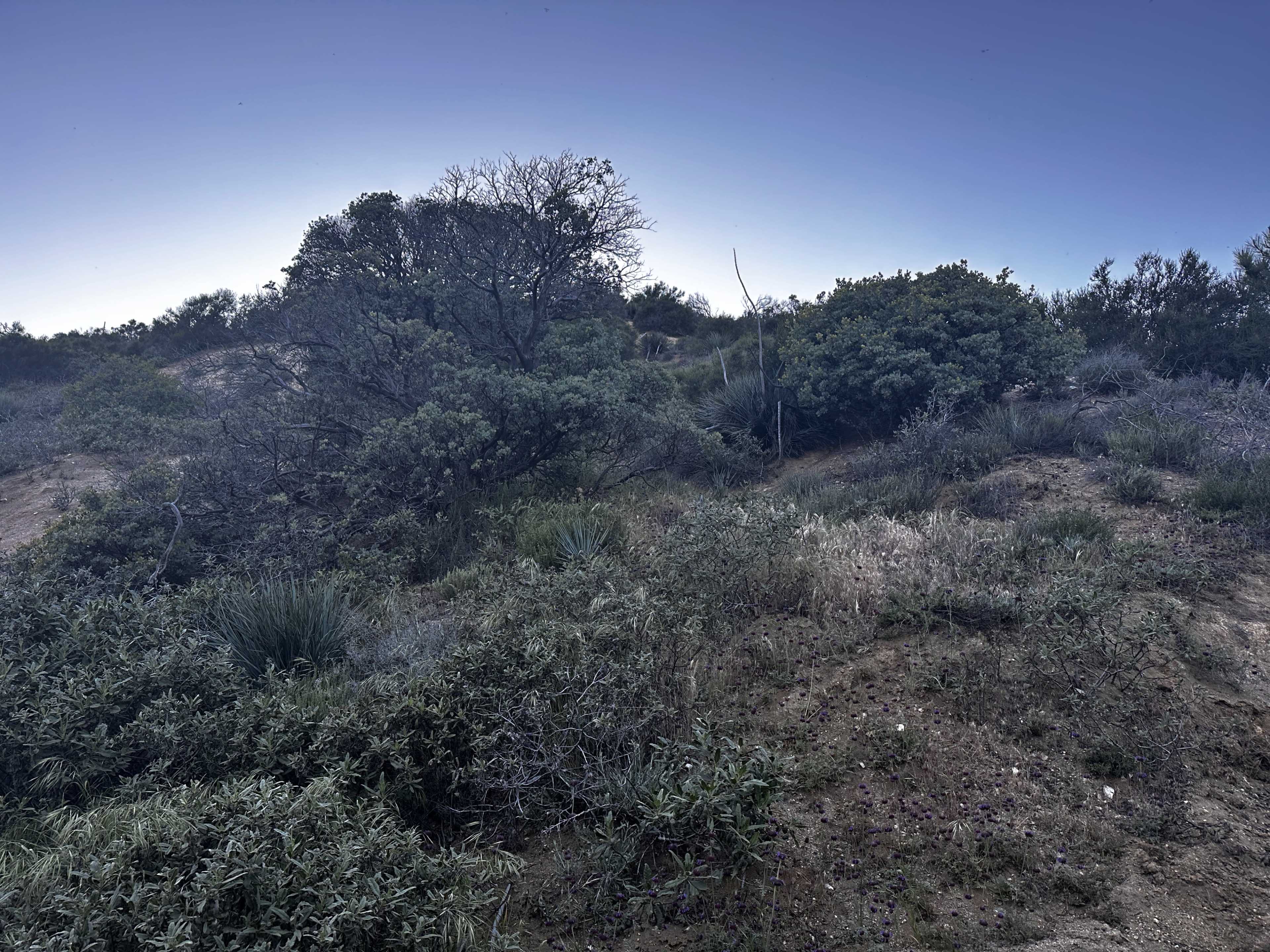 Wild Sage Hill - Cinematic Wilderness Film Location Image in Leona Valley, Leona Valley, CA