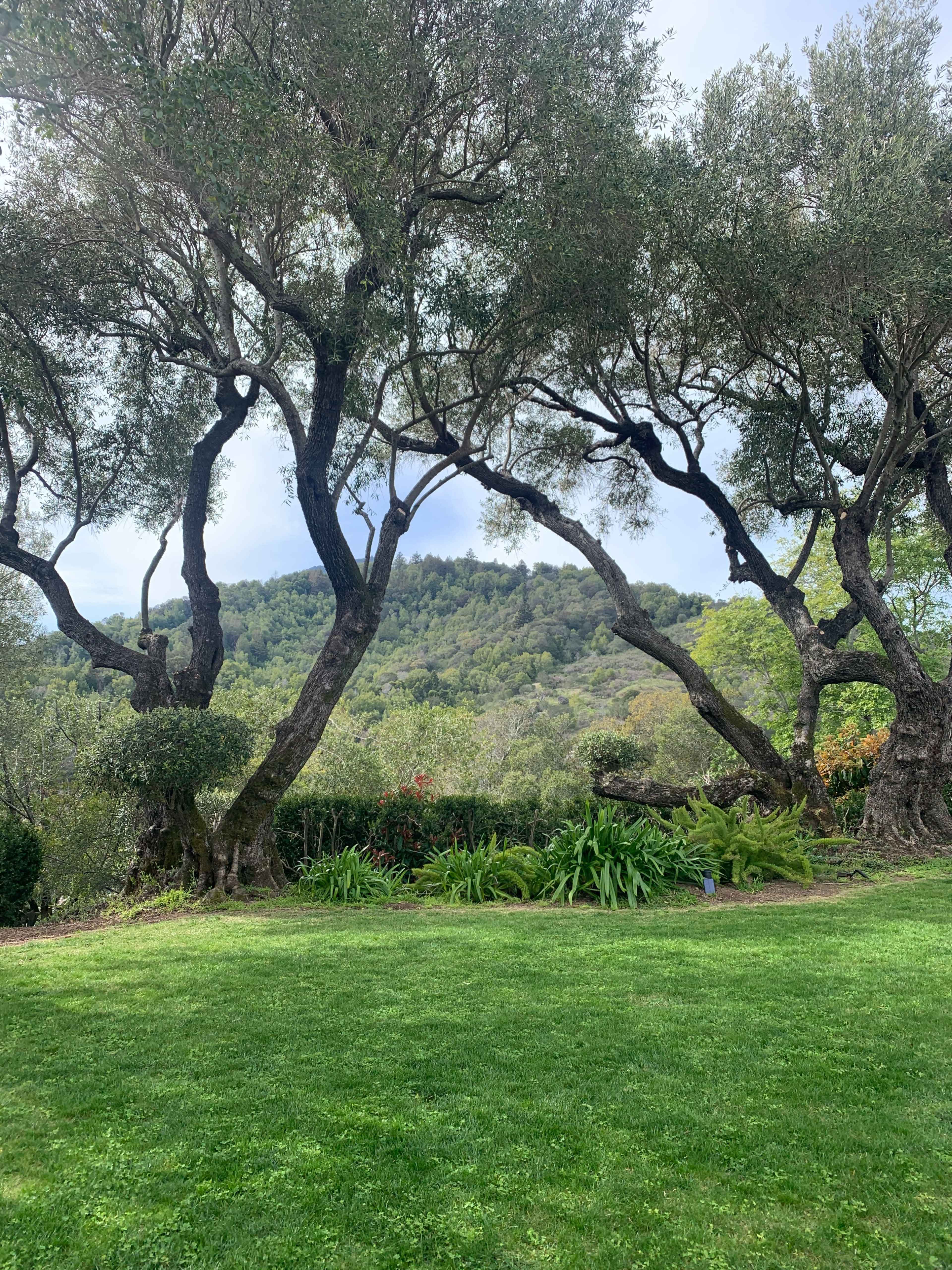 A lush green lawn framed by two large olive trees overlooking a hillside covered with trees.
