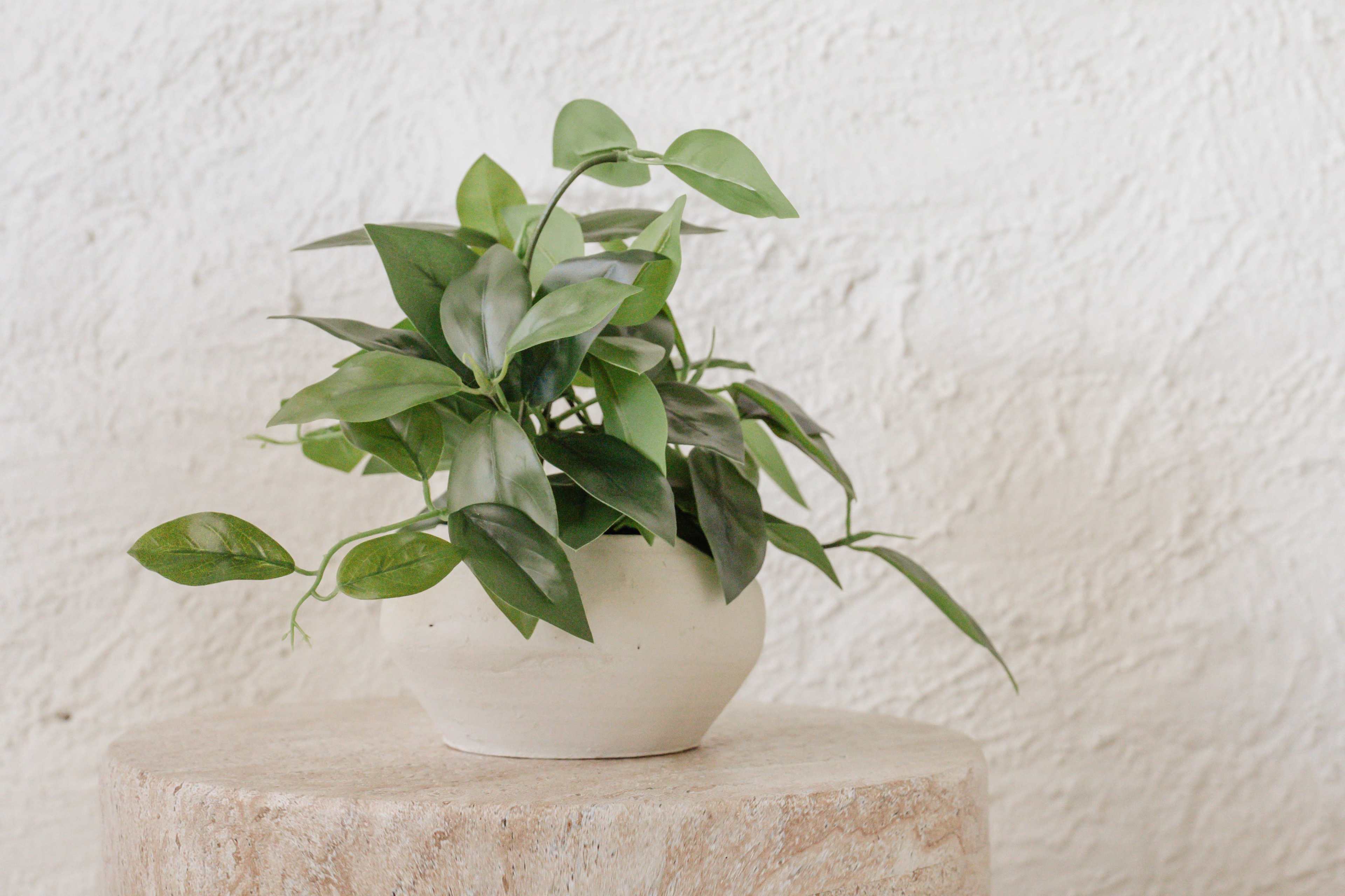 A green potted plant is placed on a textured, round stone pedestal against a white textured wall.