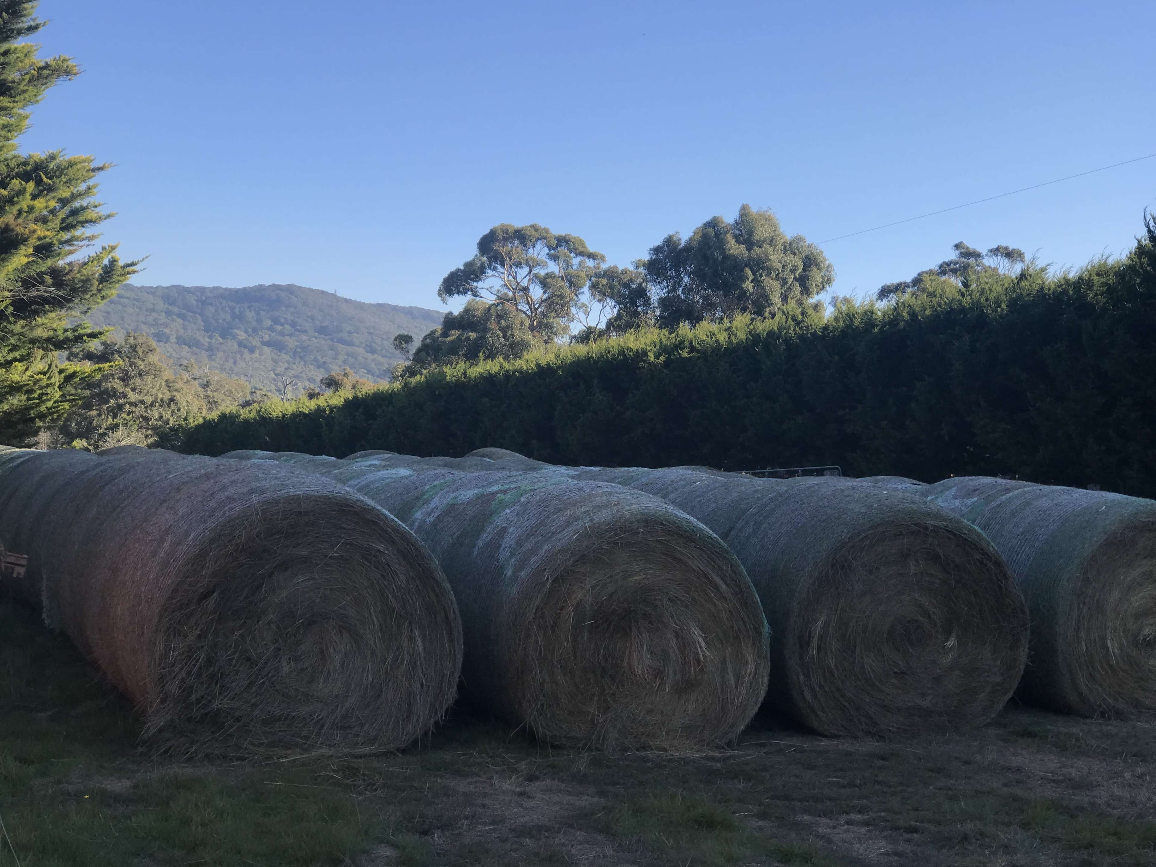 A row of large hay bales is lined up beside a dense hedge with mountains in the background.