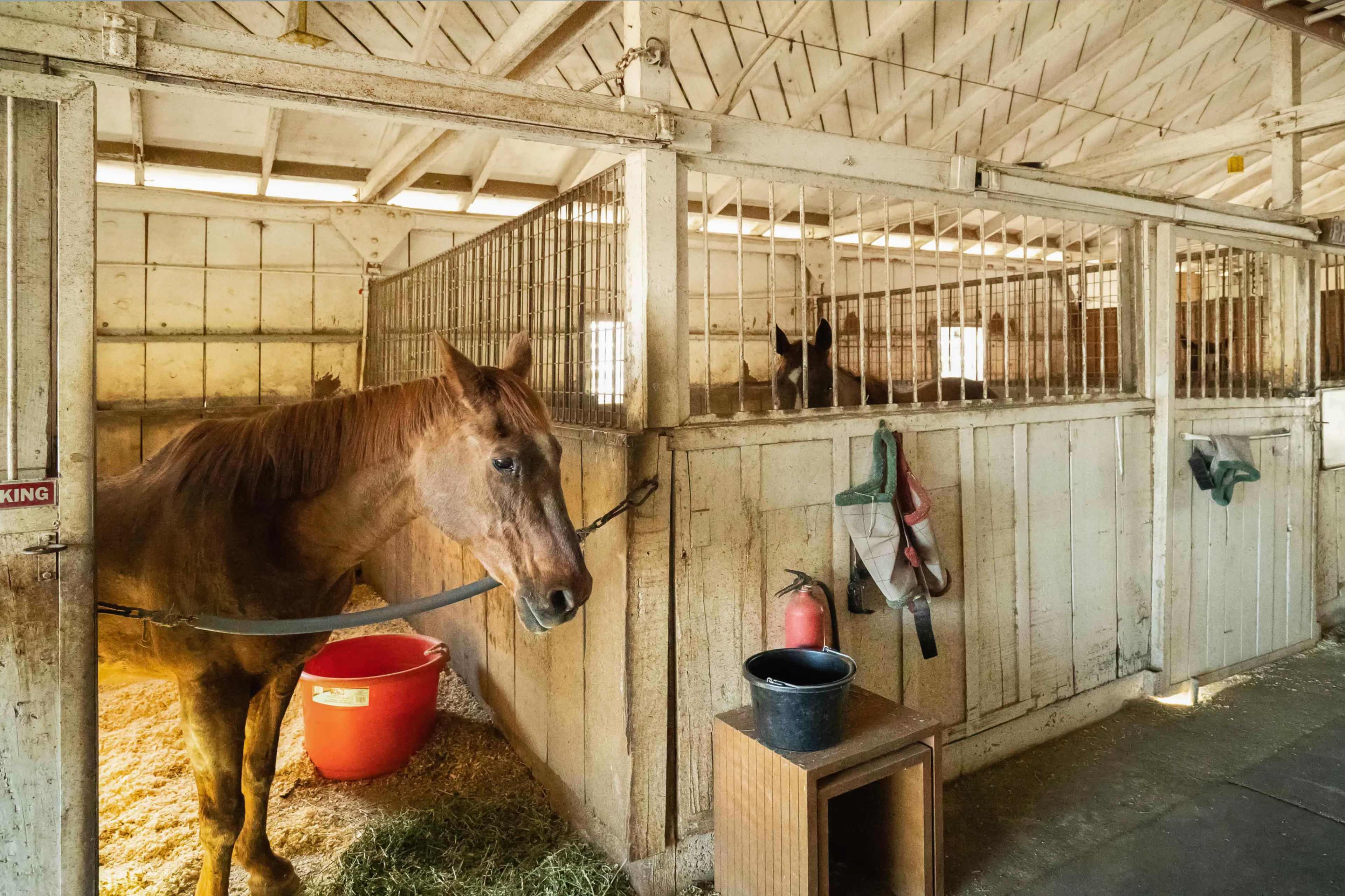 A brown horse stands tied in a stable next to a red bucket, with another horse visible in the adjacent stall.