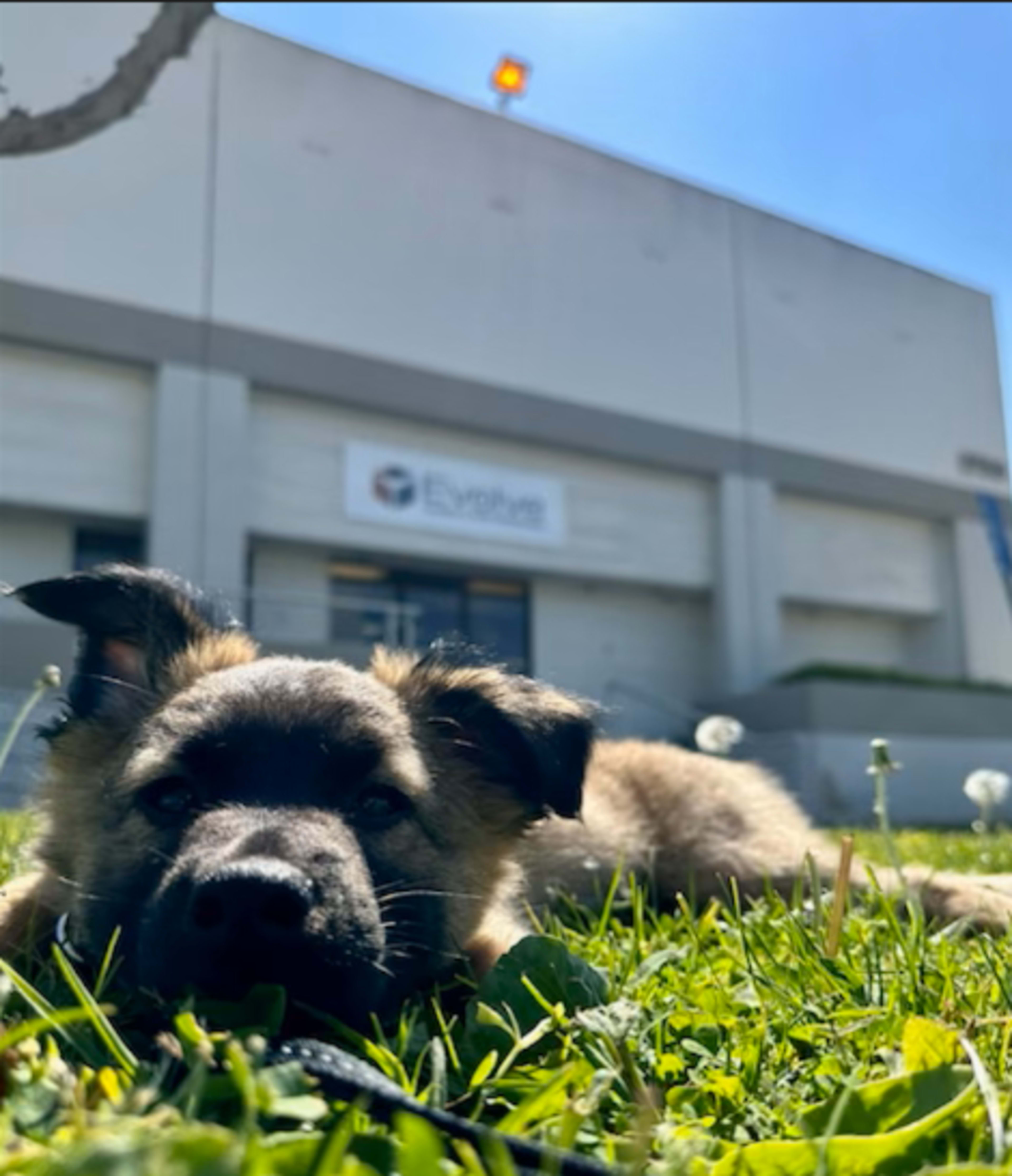 A dog lies on green grass in front of a building with a sign that reads "Evolv."