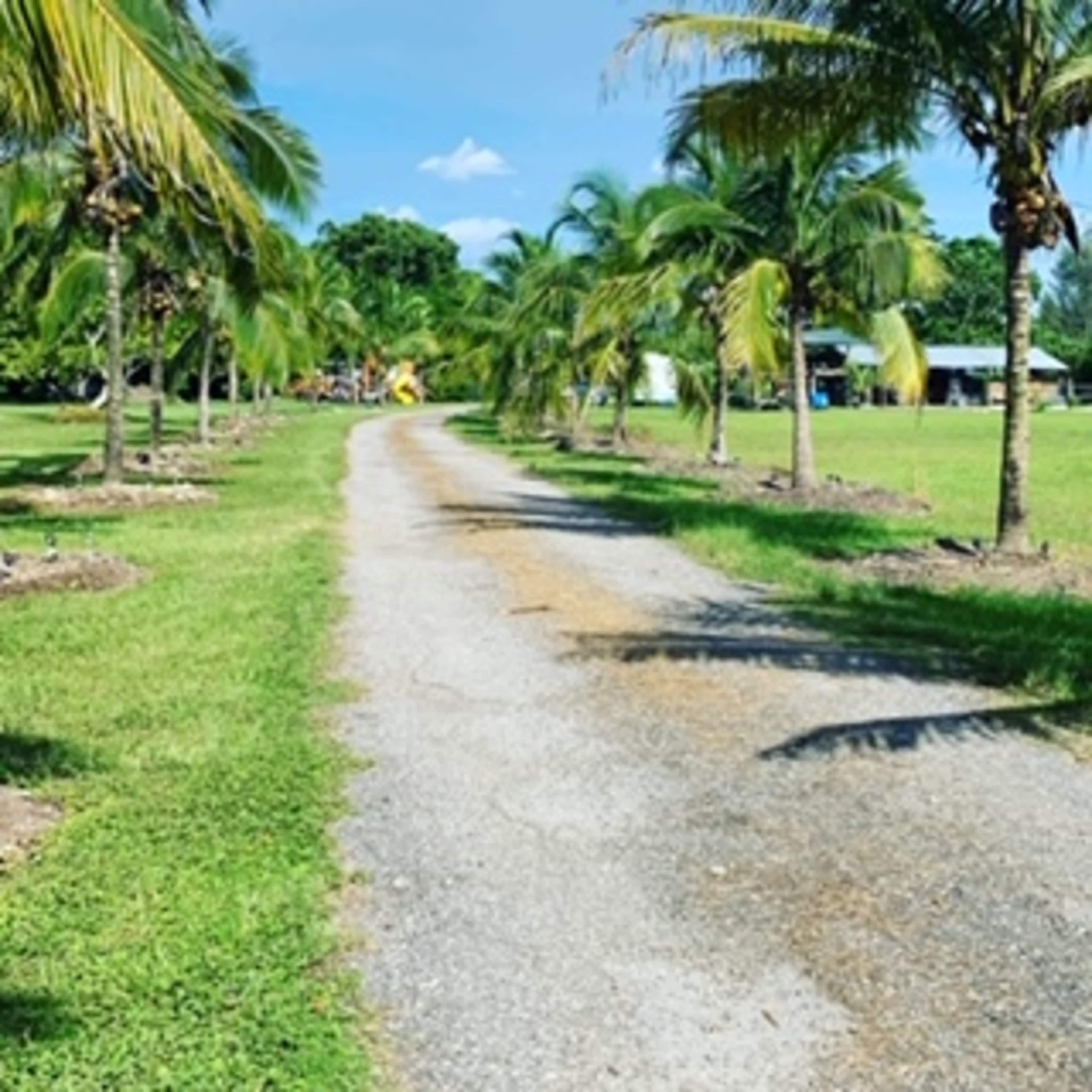 A gravel path lined with palm trees leads through a grassy area, with structures visible in the background.