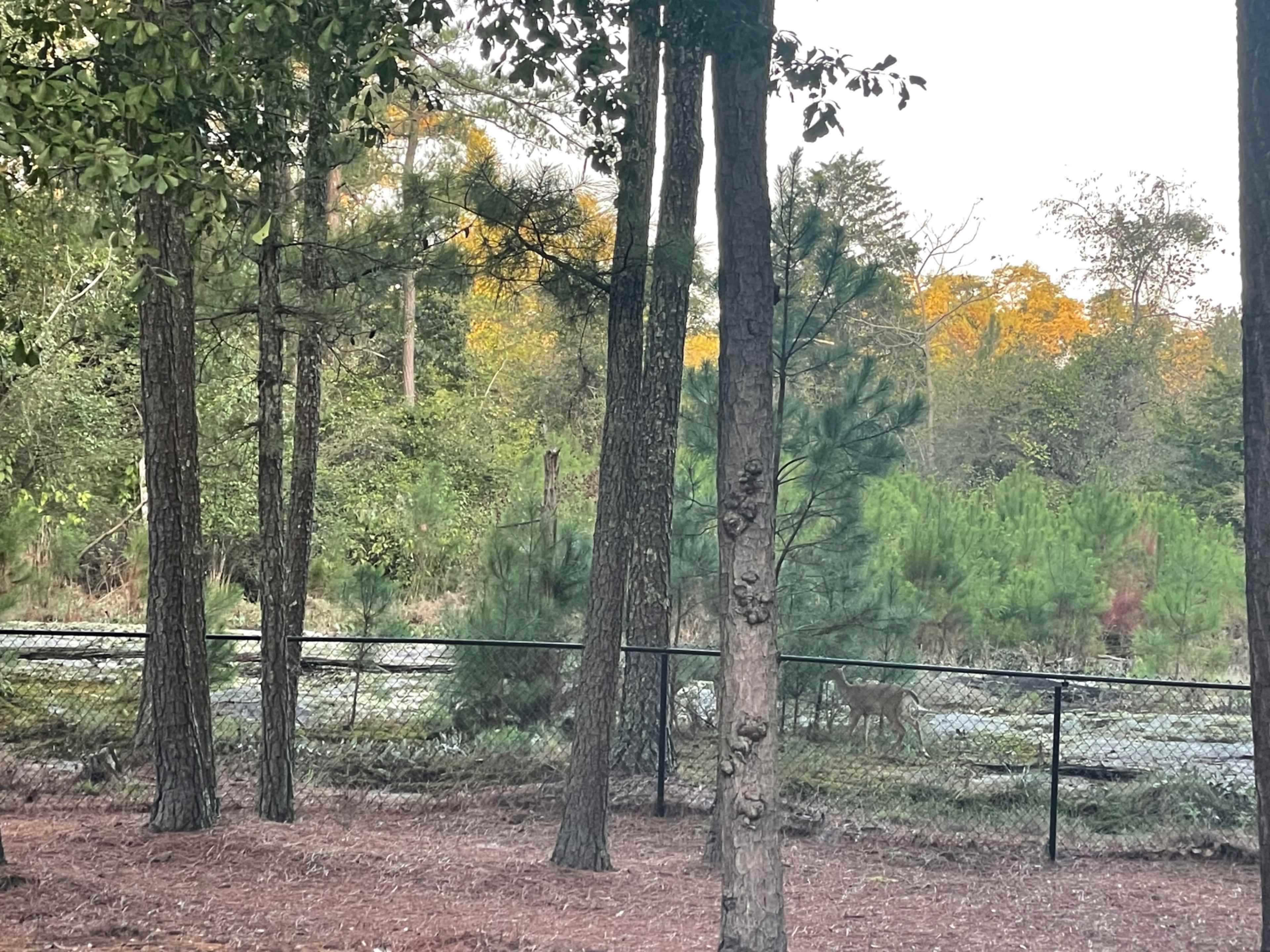 The image shows a wooded area with tall trees, green vegetation, and a fence in the background.
