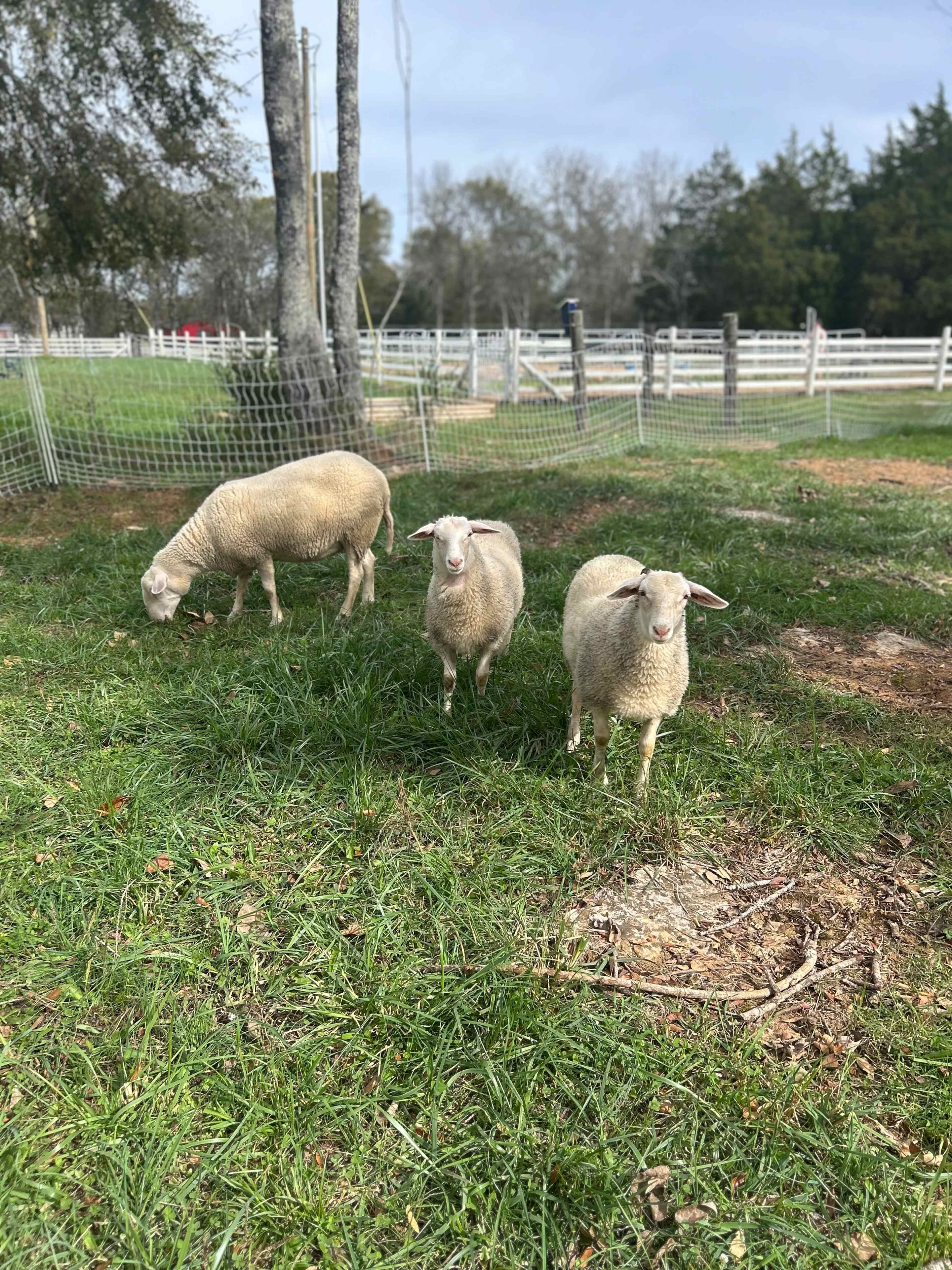 Farm and Equestrian location for filming Image in , Eagleville, TN