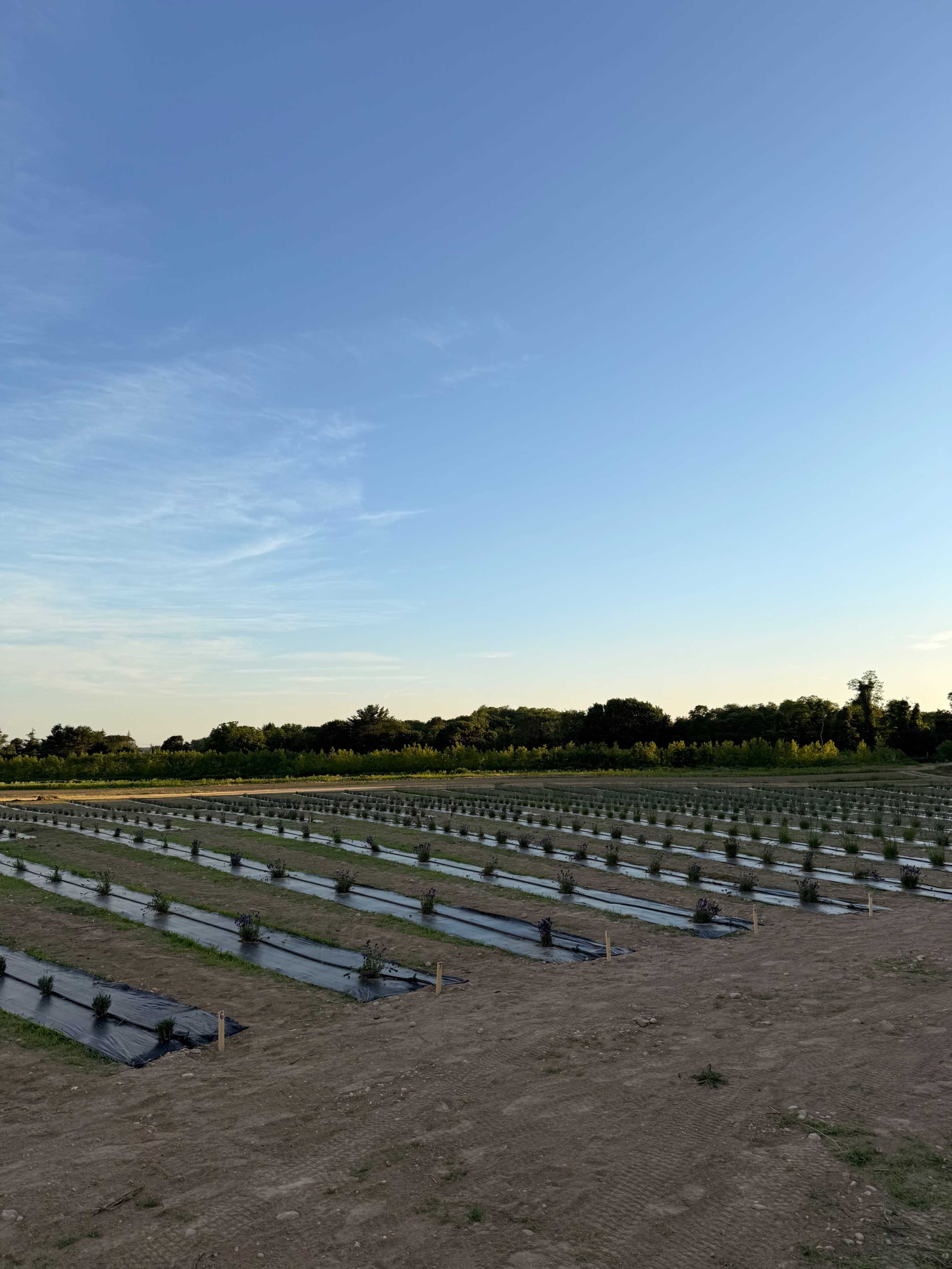 The image shows a wide view of a farmland area with neatly arranged rows of plants covered by black plastic sheeting under a clear blue sky.